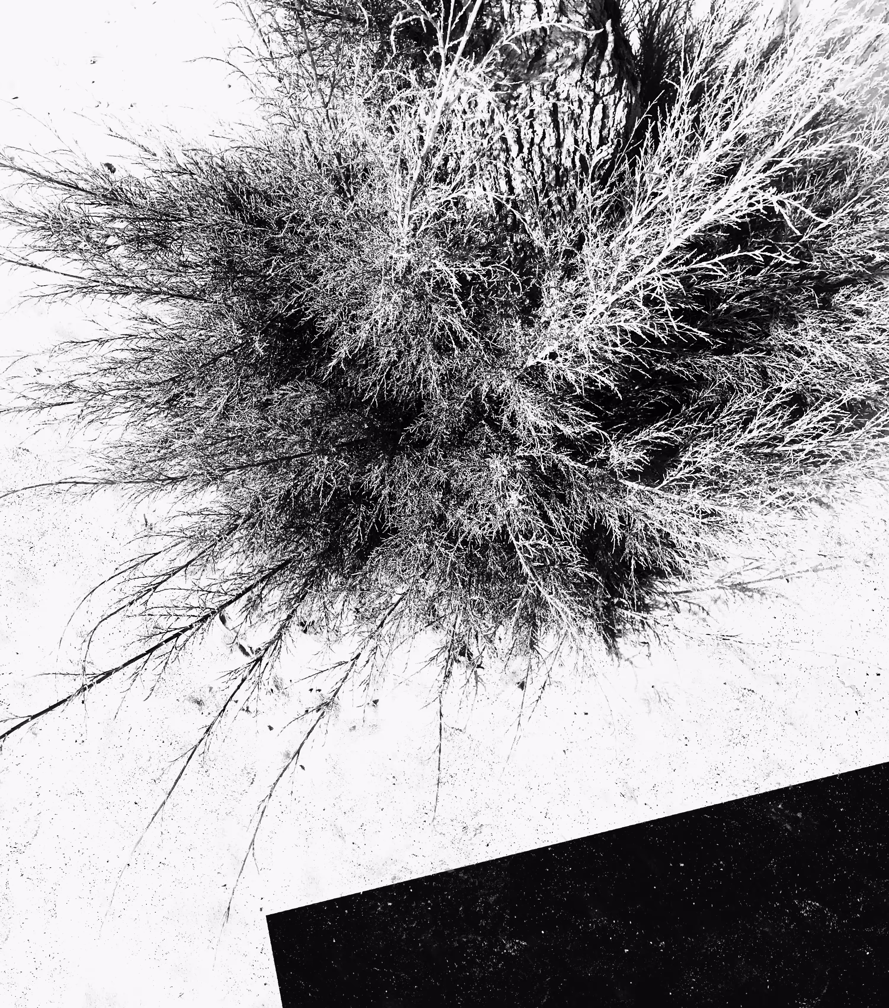 Grass 05