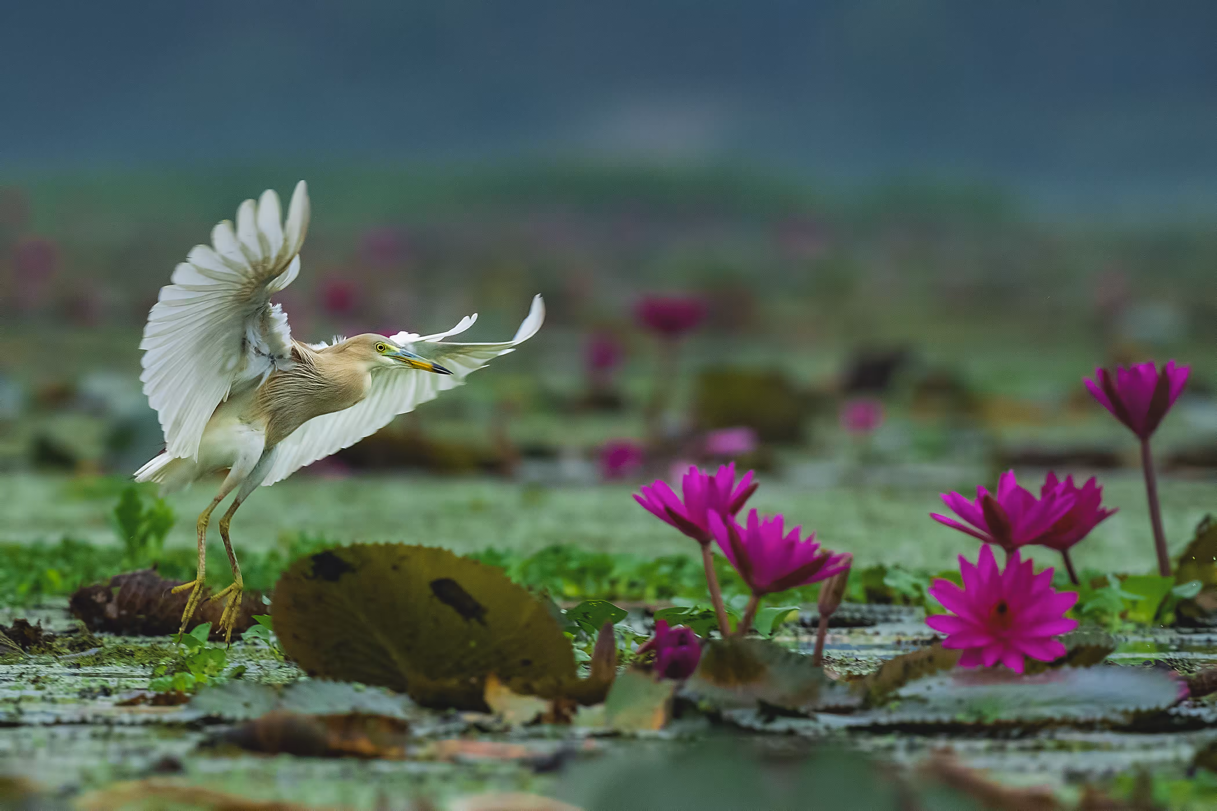 Dream (Indian Pond Heron)