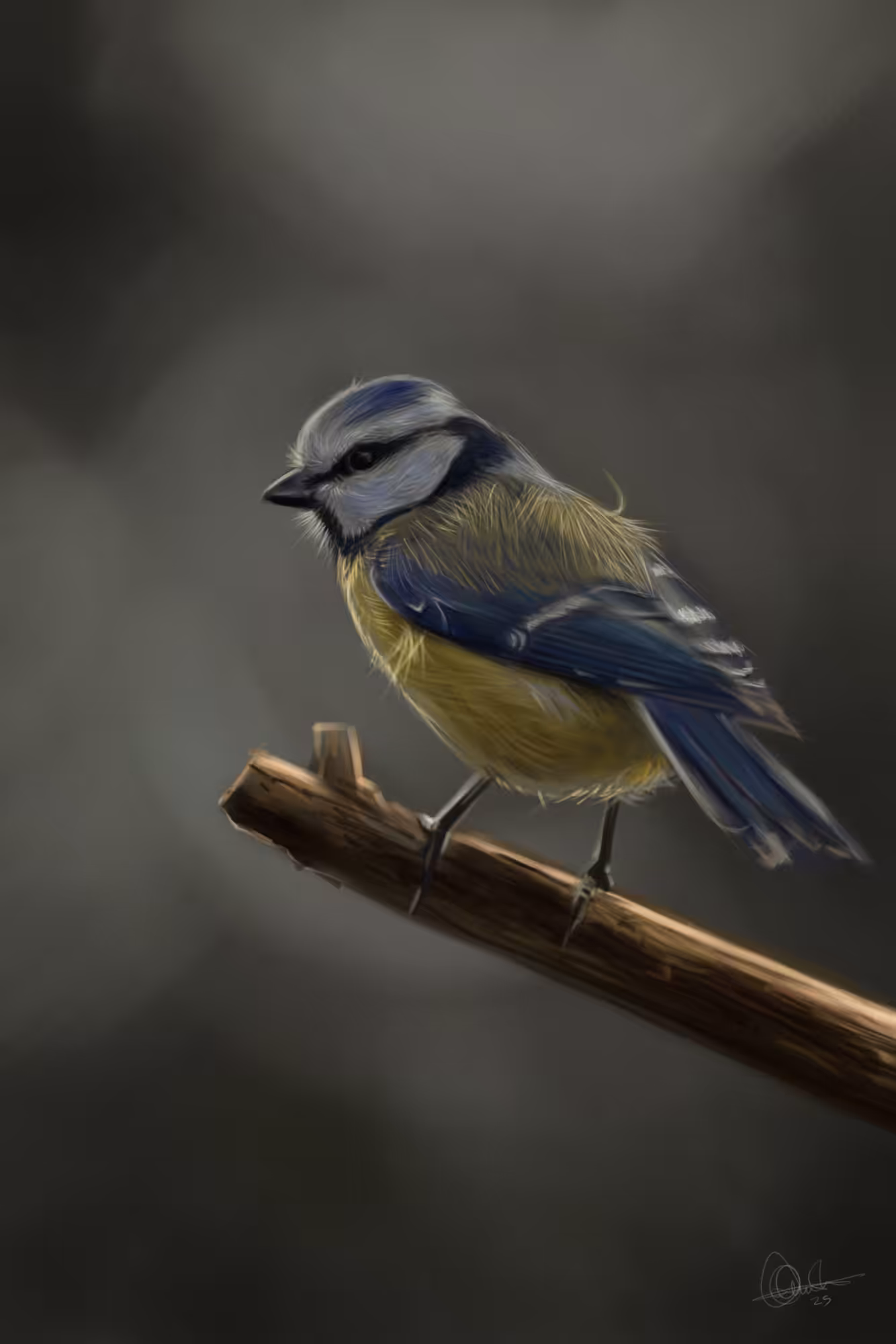 BLUE TIT