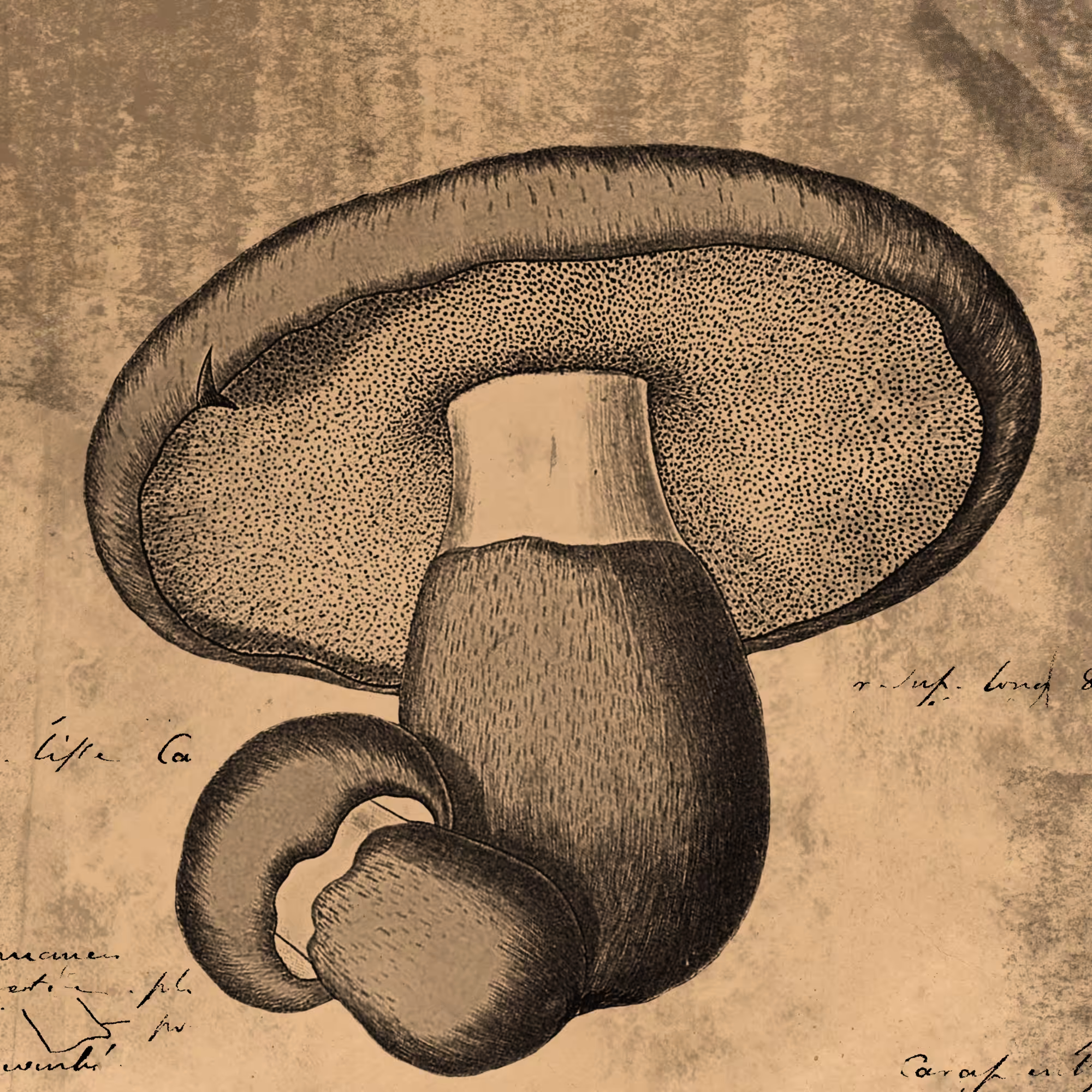 Fungus #7, Boletus Edulis