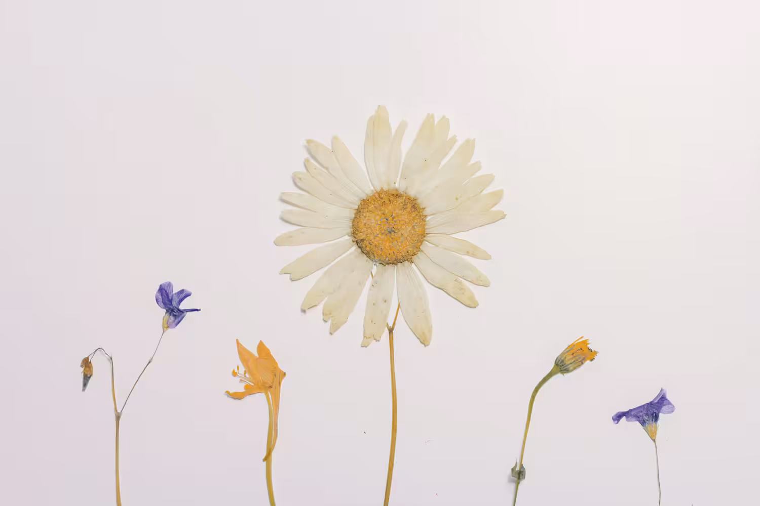 ༄ 𝐹𝑙𝑒𝑒𝑡𝑖𝑛𝑔 ⇢ ˗ˏˋ ࿐ྂ