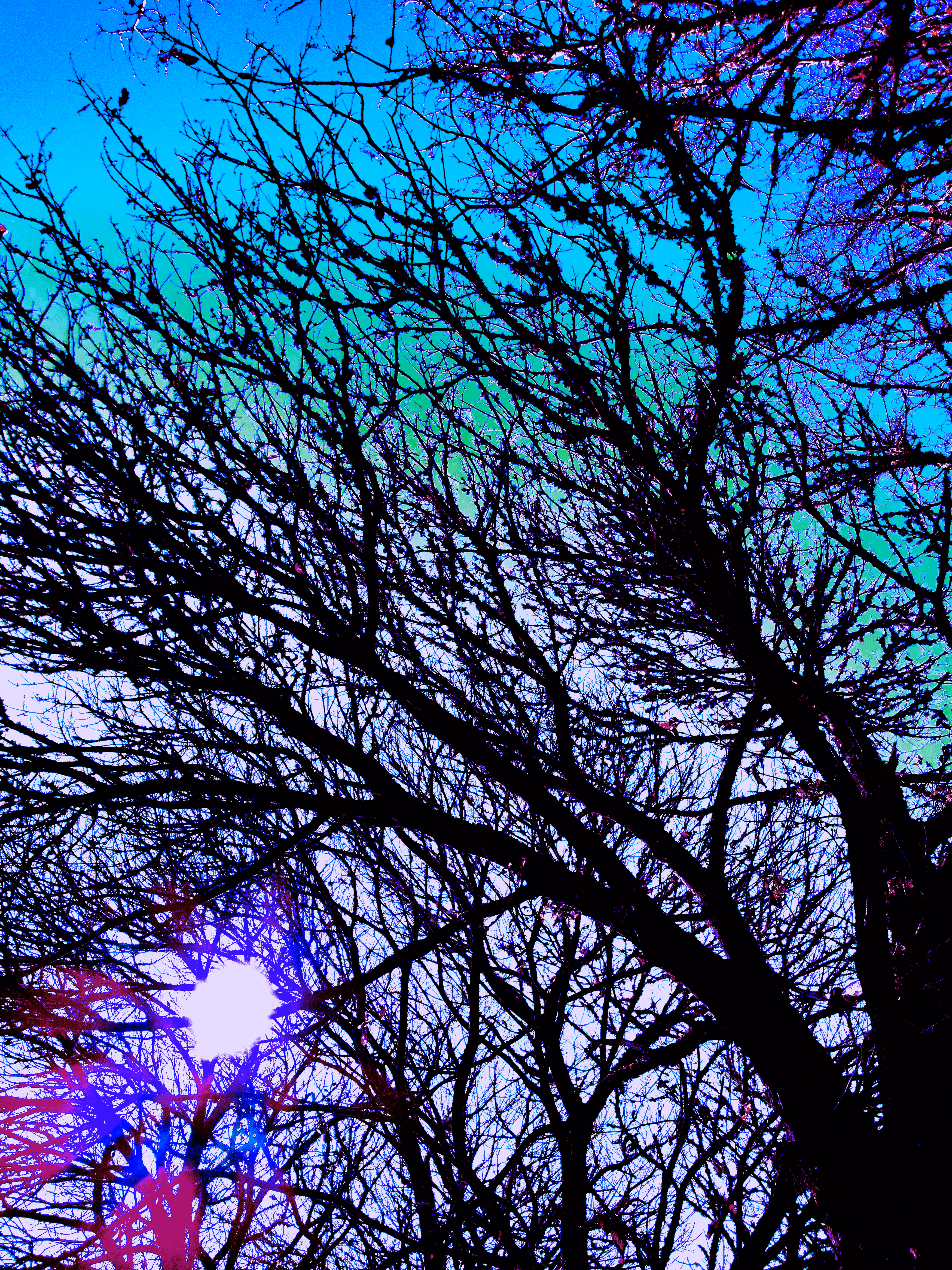 Sunshine Tree