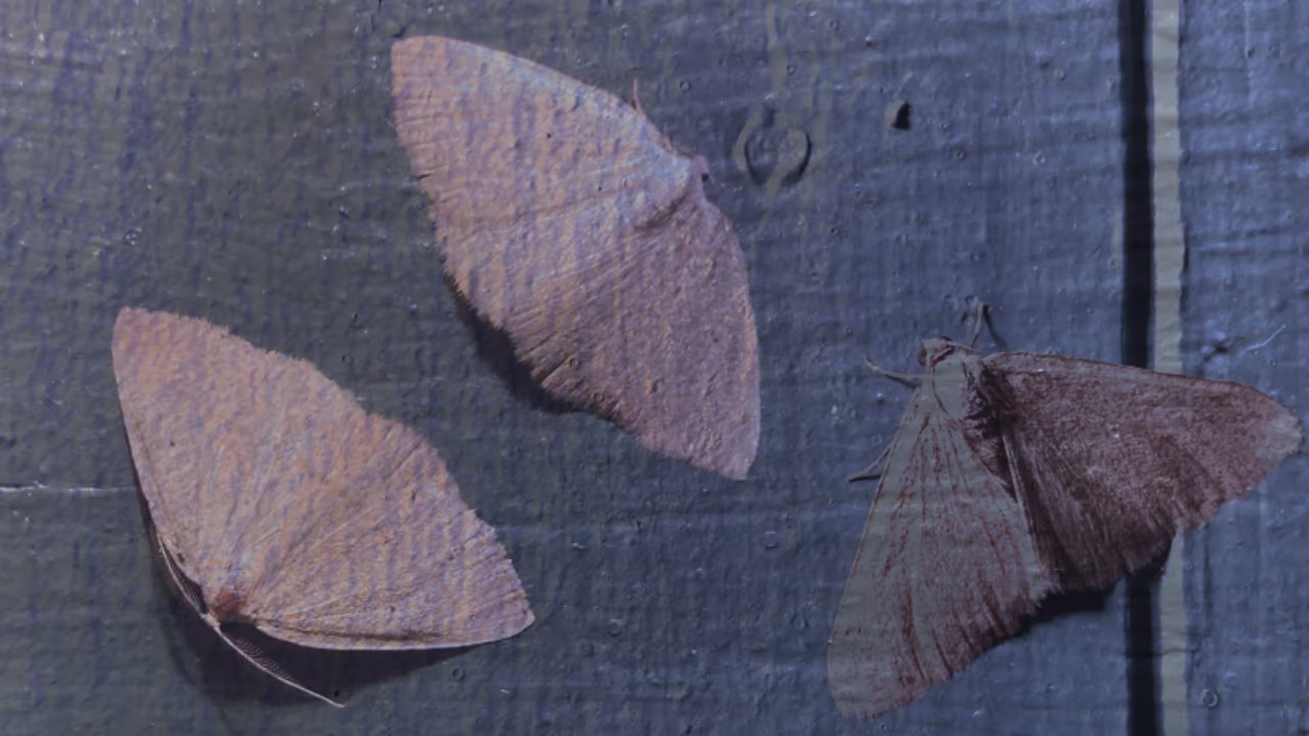 Moths On Blue