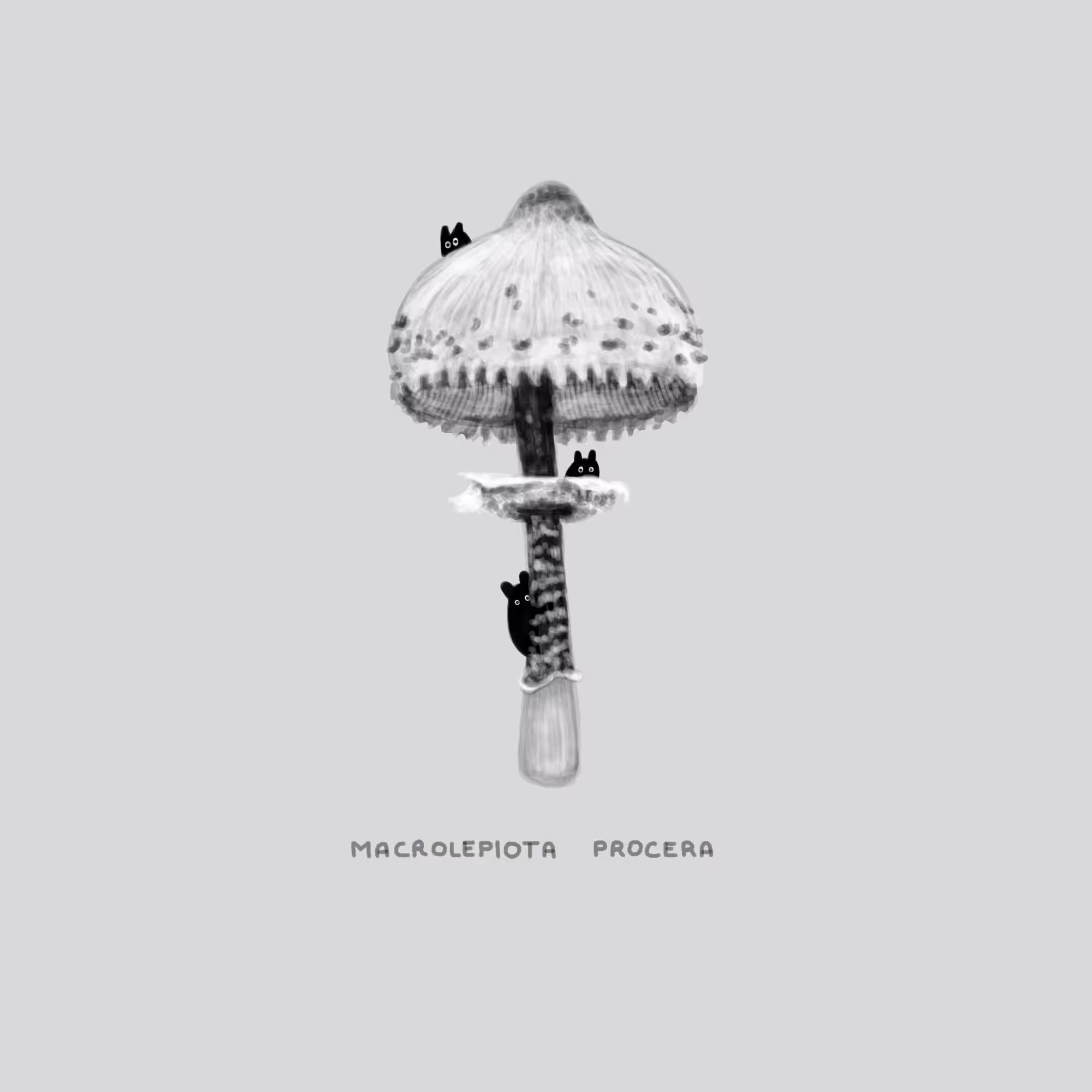 #26 HIDE - Macrolepiota Procera