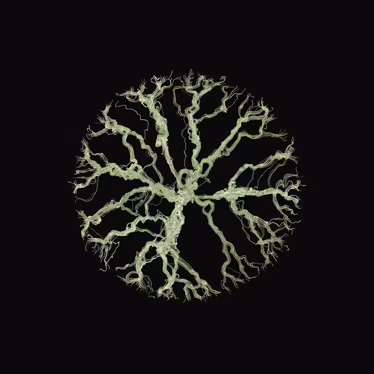 Ginseng #28