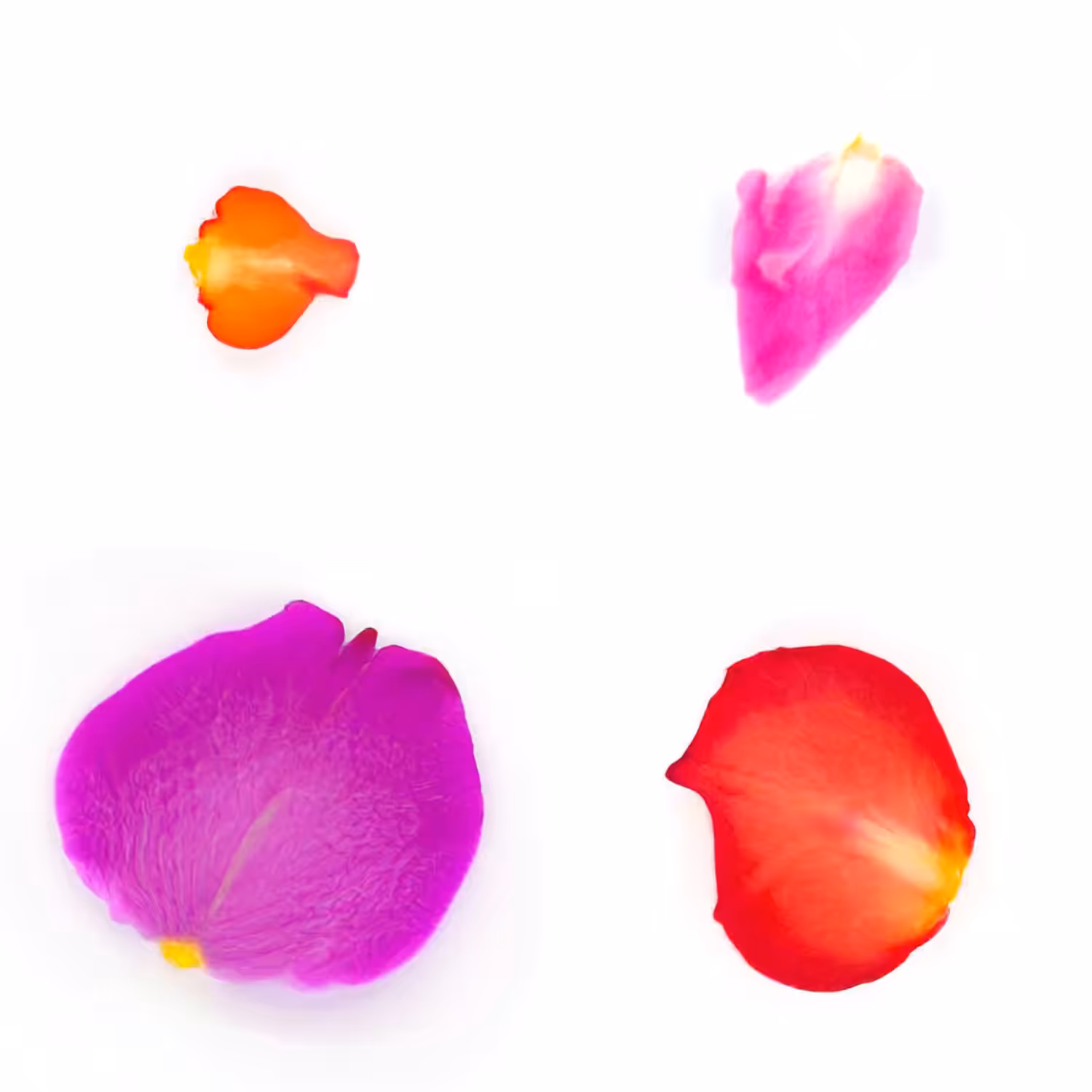Infinite Petals 2x2#20954