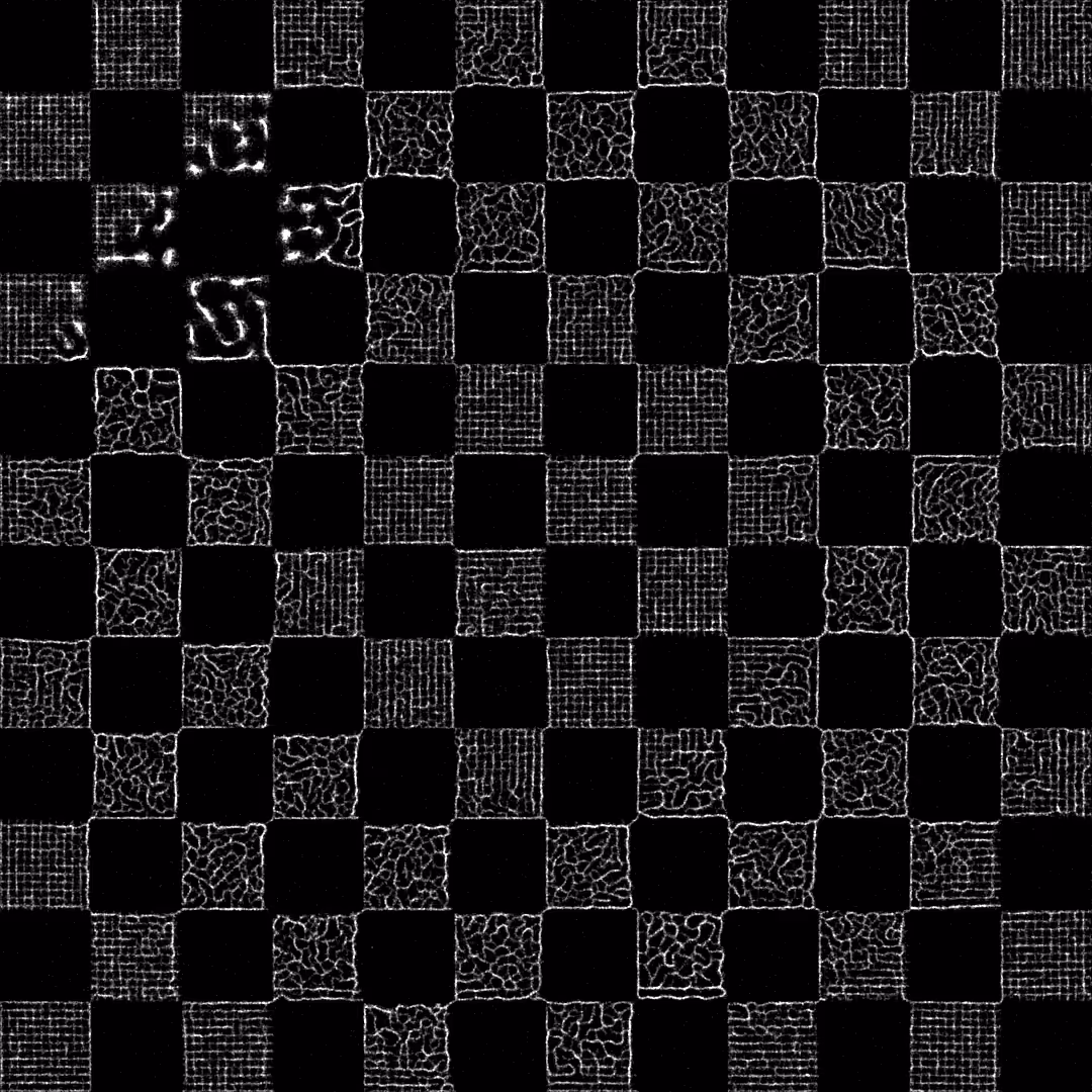 Physarum Grid