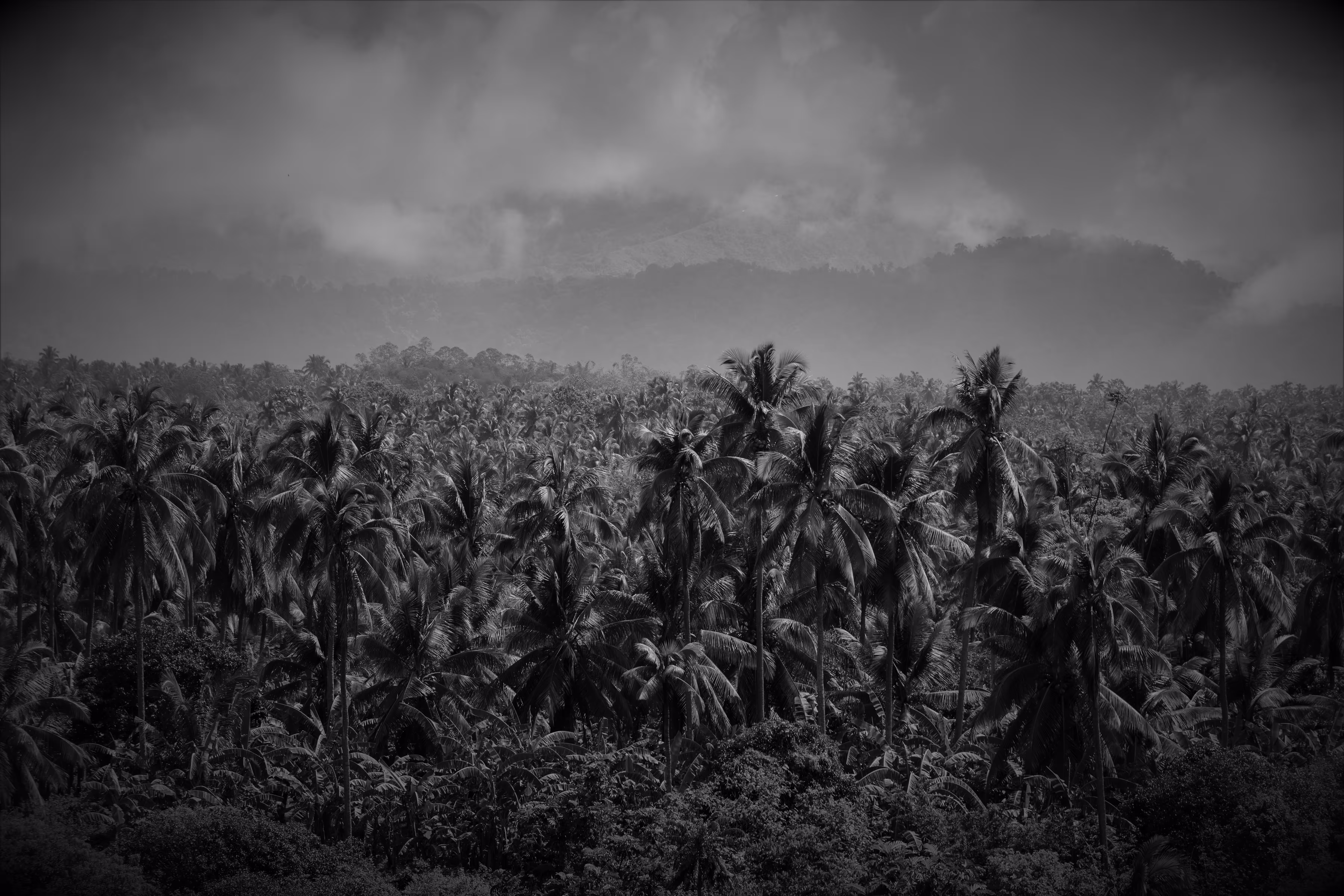 "The Fields of Grey Visual 2" Purpose Amidst Chaos