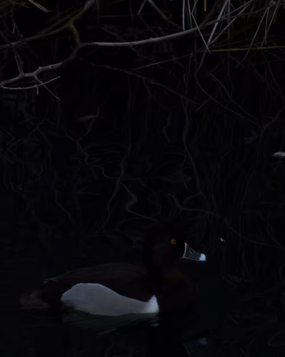 black duck