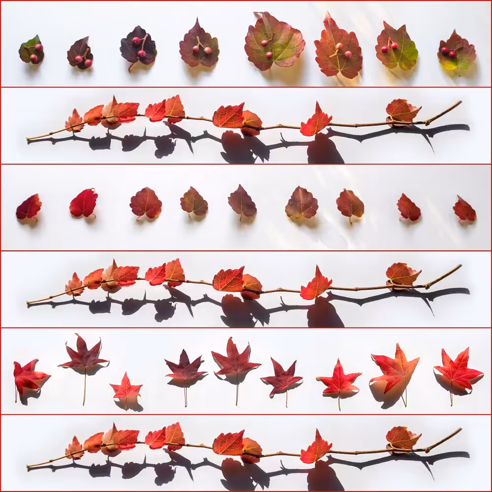 Autumn Reds