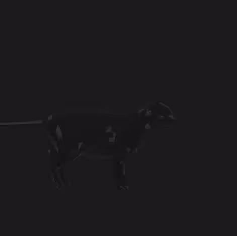 Cat of the Future