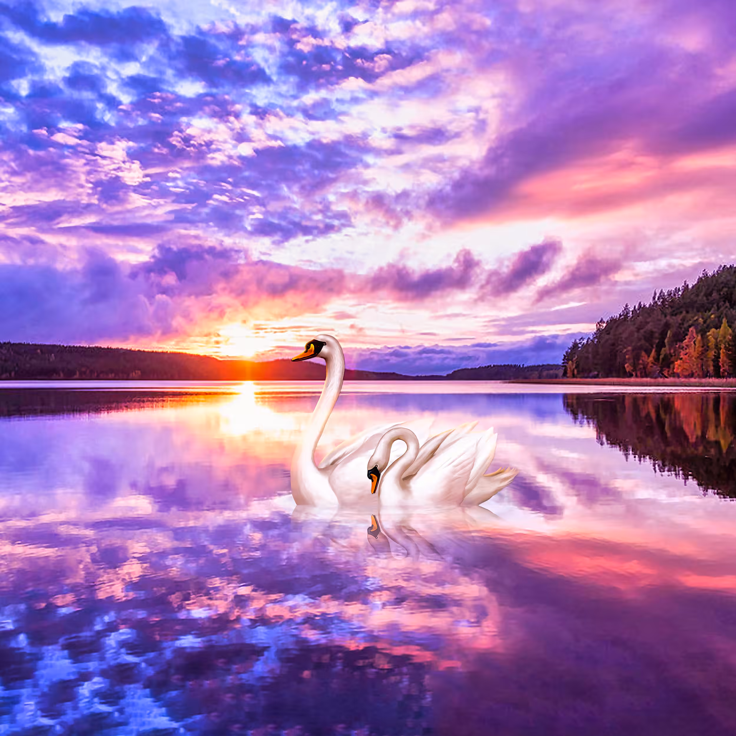 Dreamy Swans