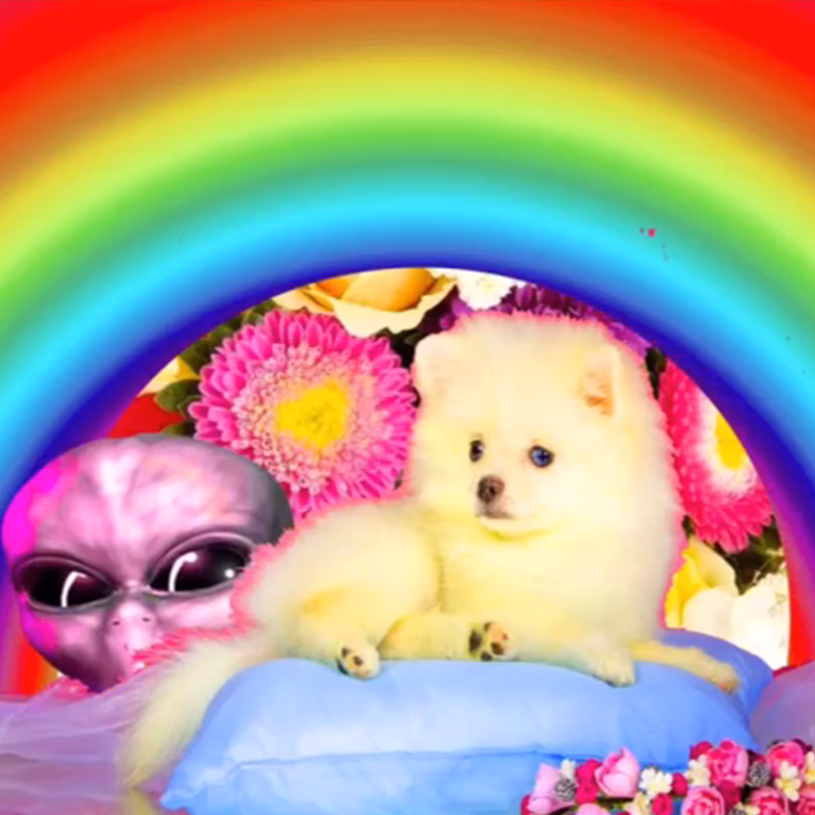 Rainbow Visitors
