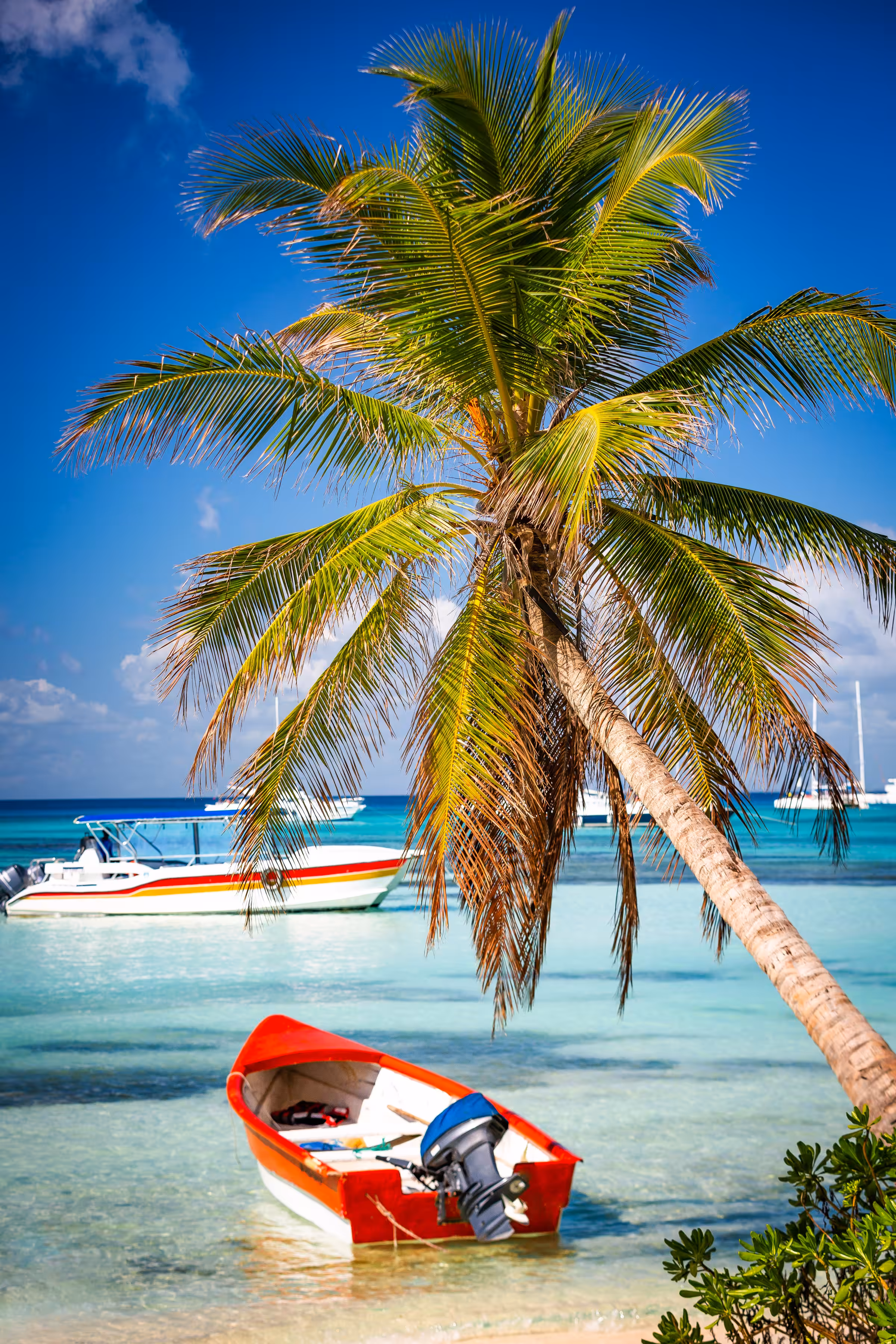 Saona Edition