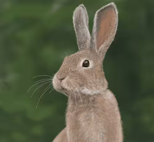 First Beginings Bunny 