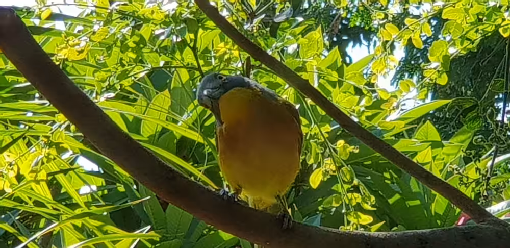 Yellow little birds
