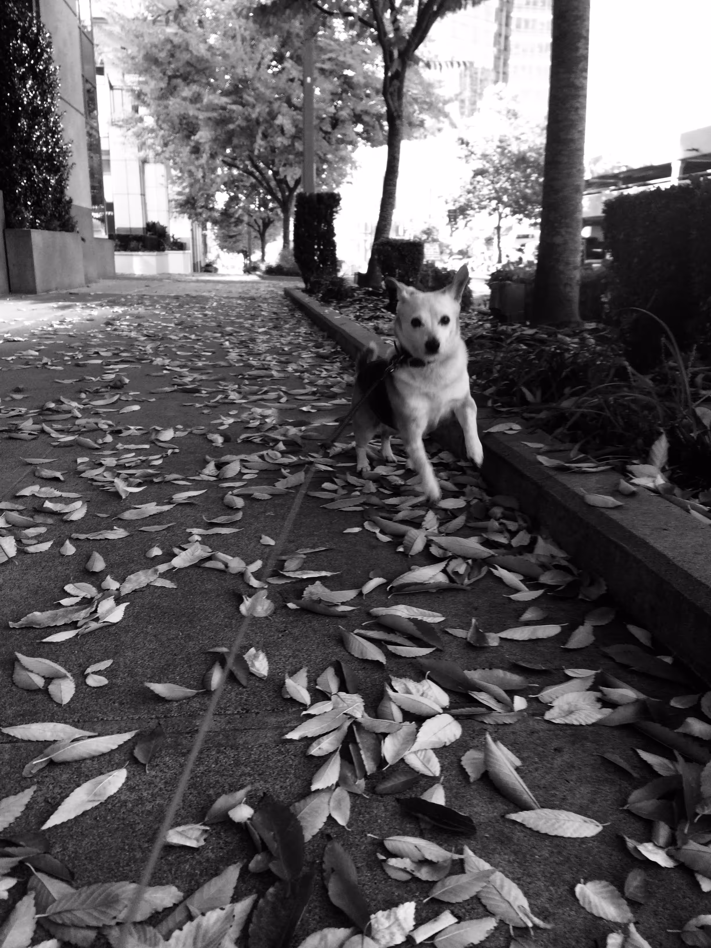 mighty dog