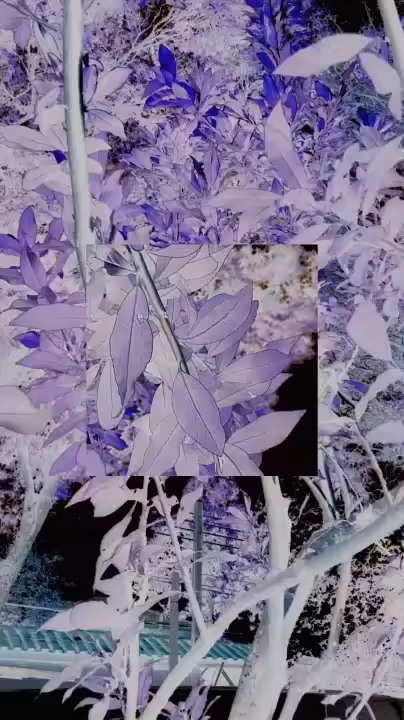 NEGATIVE_NATURE.MP4