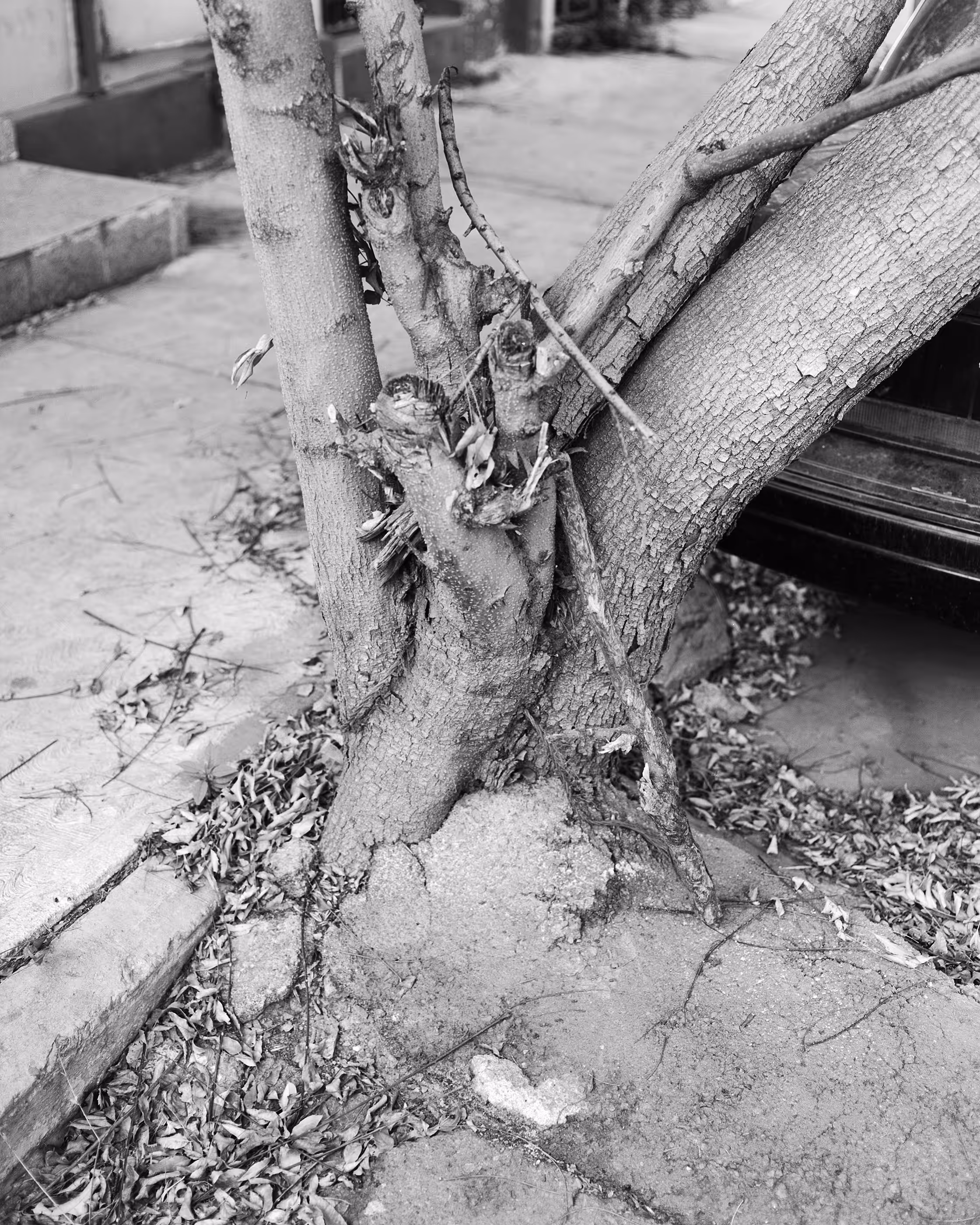 The Infinite Corridor: A Tree In The Street