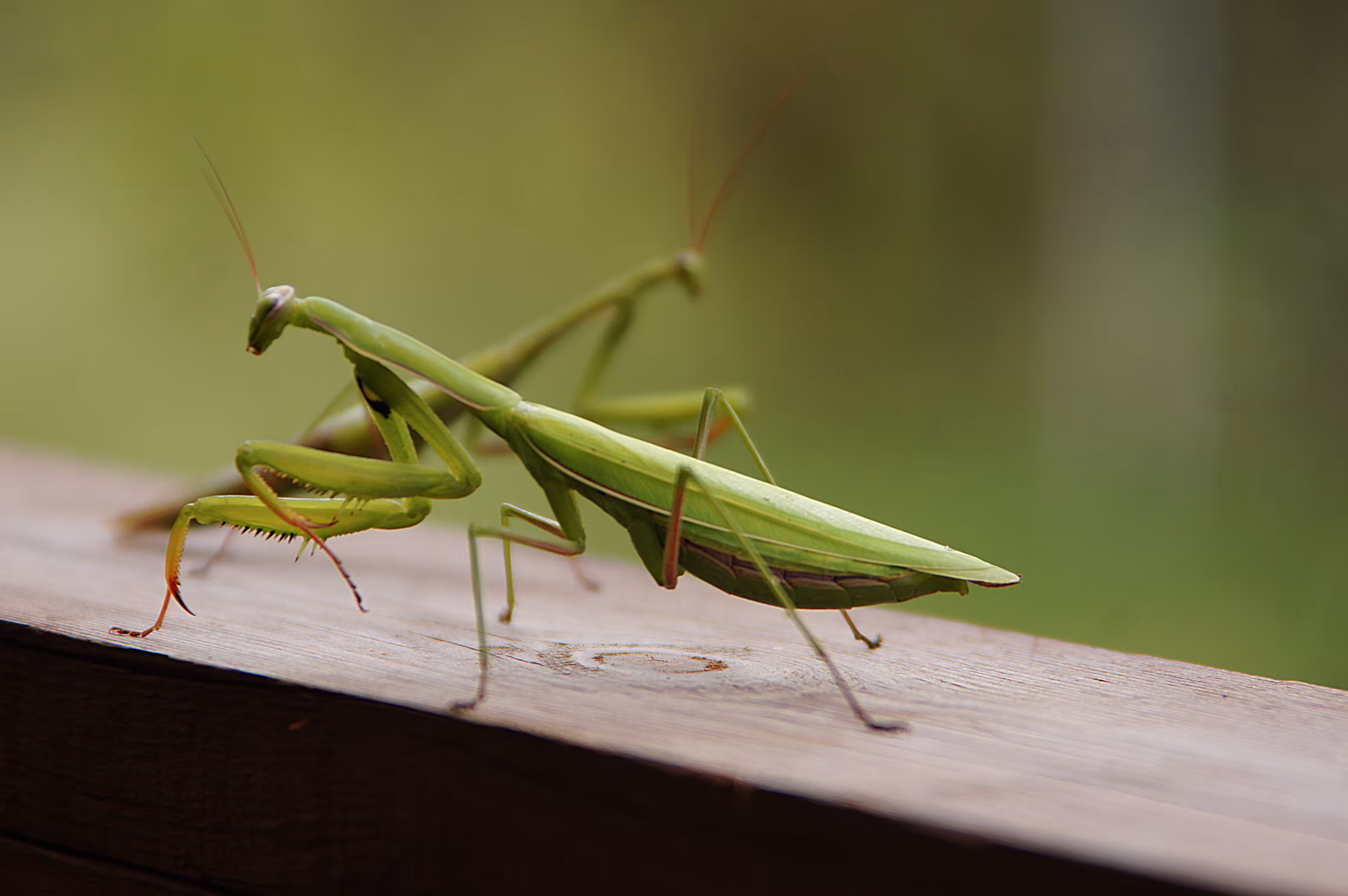 Mantis dance