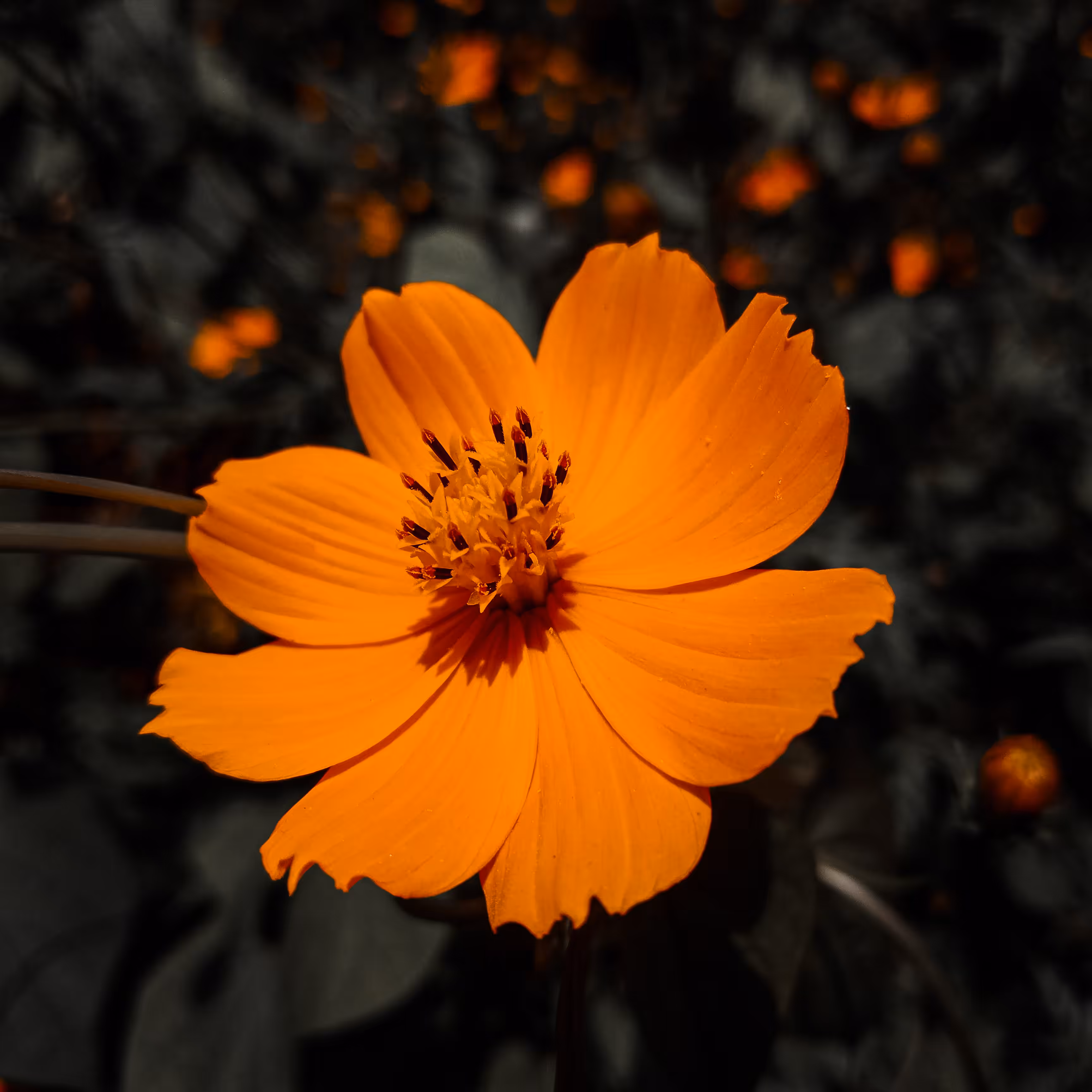 Golden Glory
