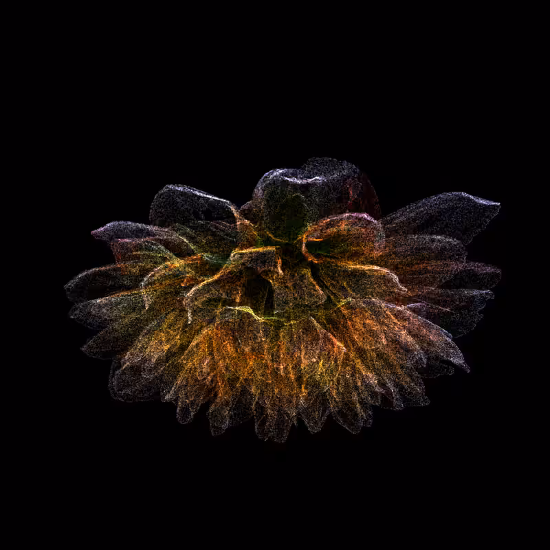 Dahlia Pinnata 30 #147
