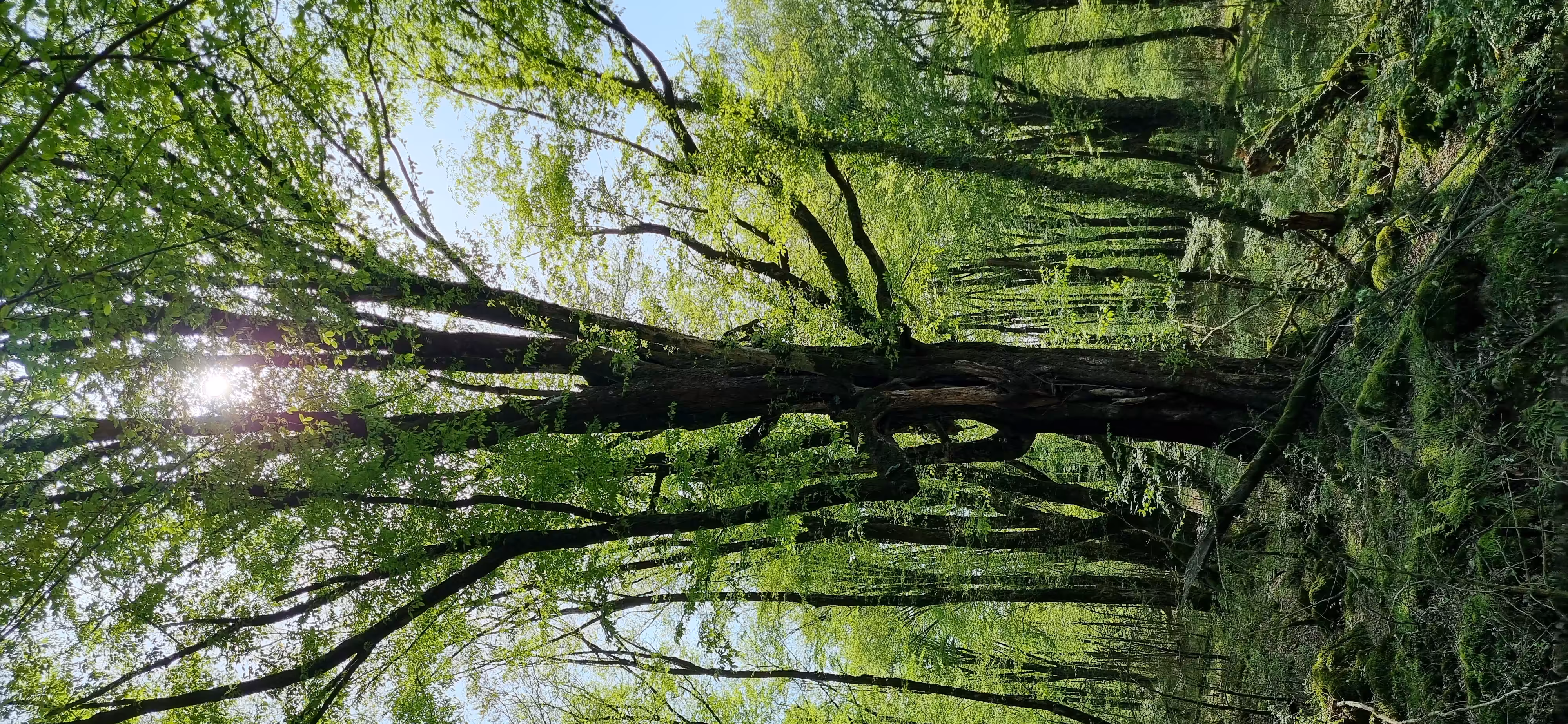 Forest