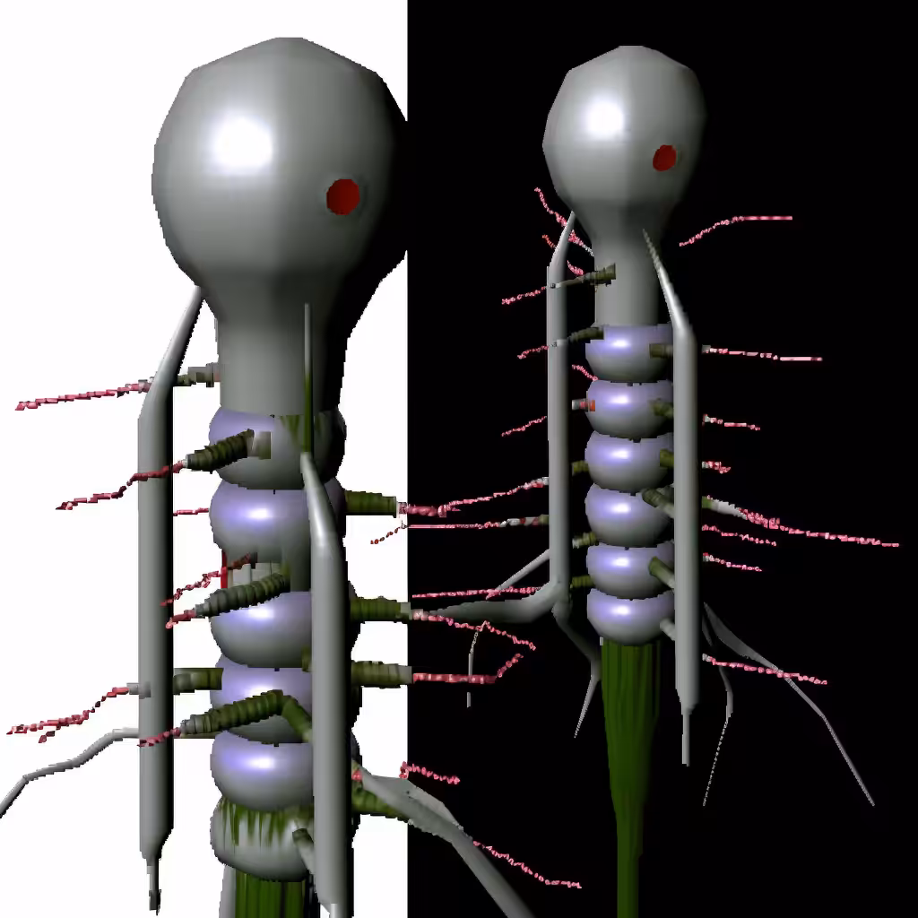 aortic