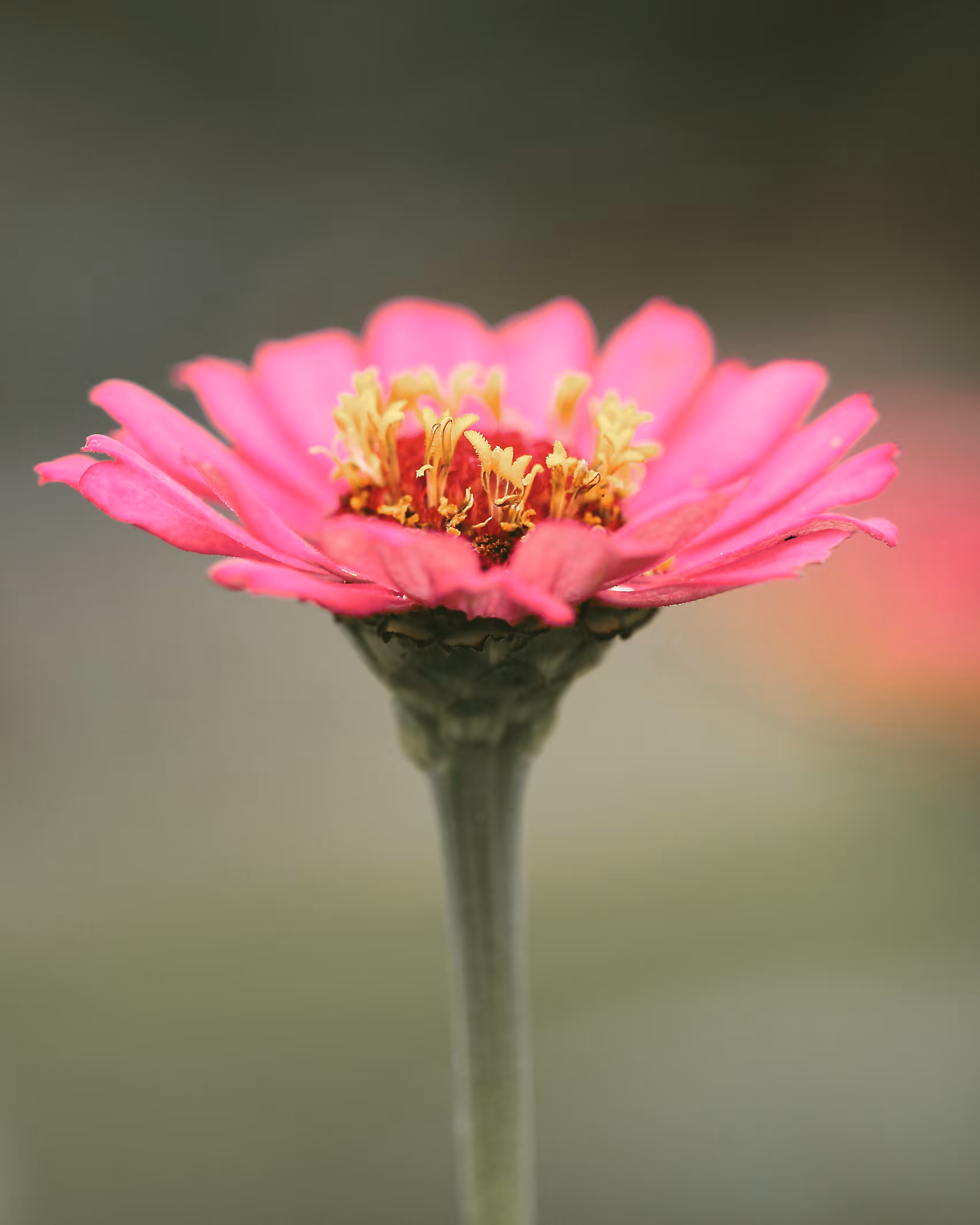 Flora 12