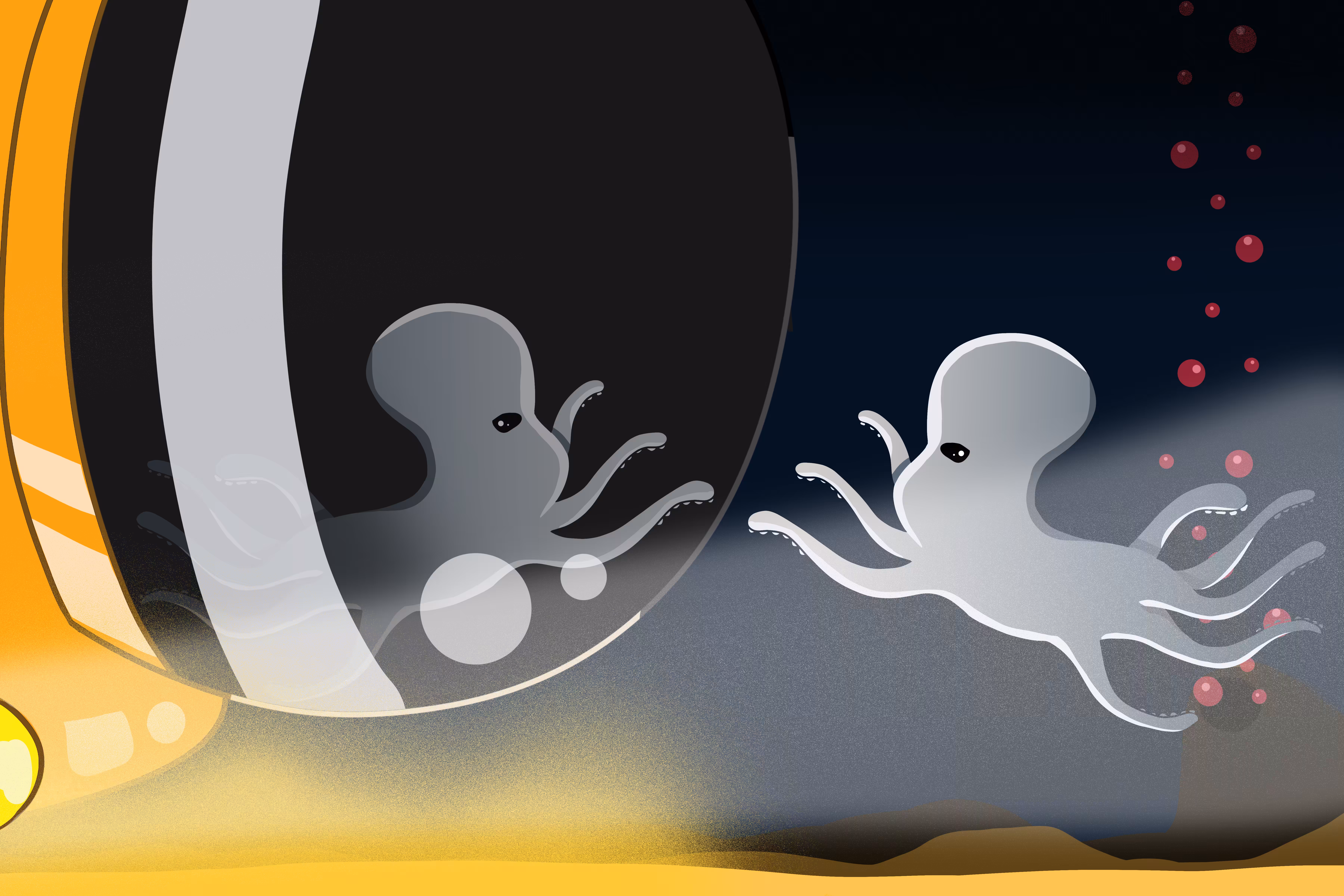 Ghost Octopus Discovers Humans