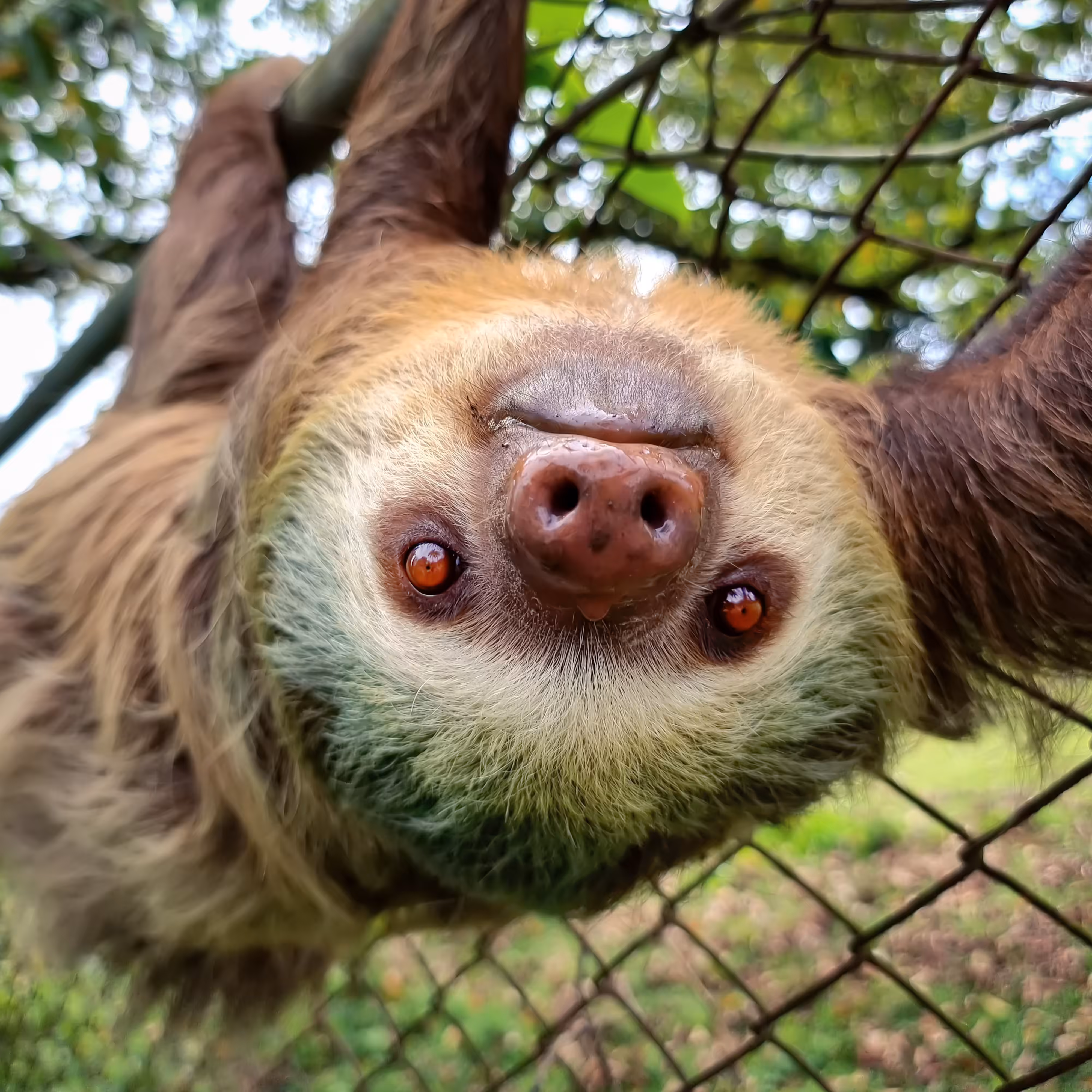 Two-Fingered Sloth (Danger of extinction)