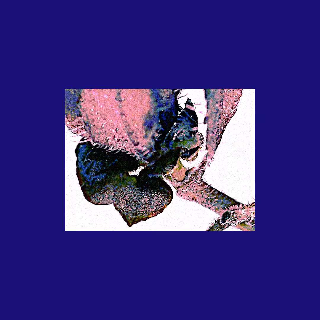 Venus