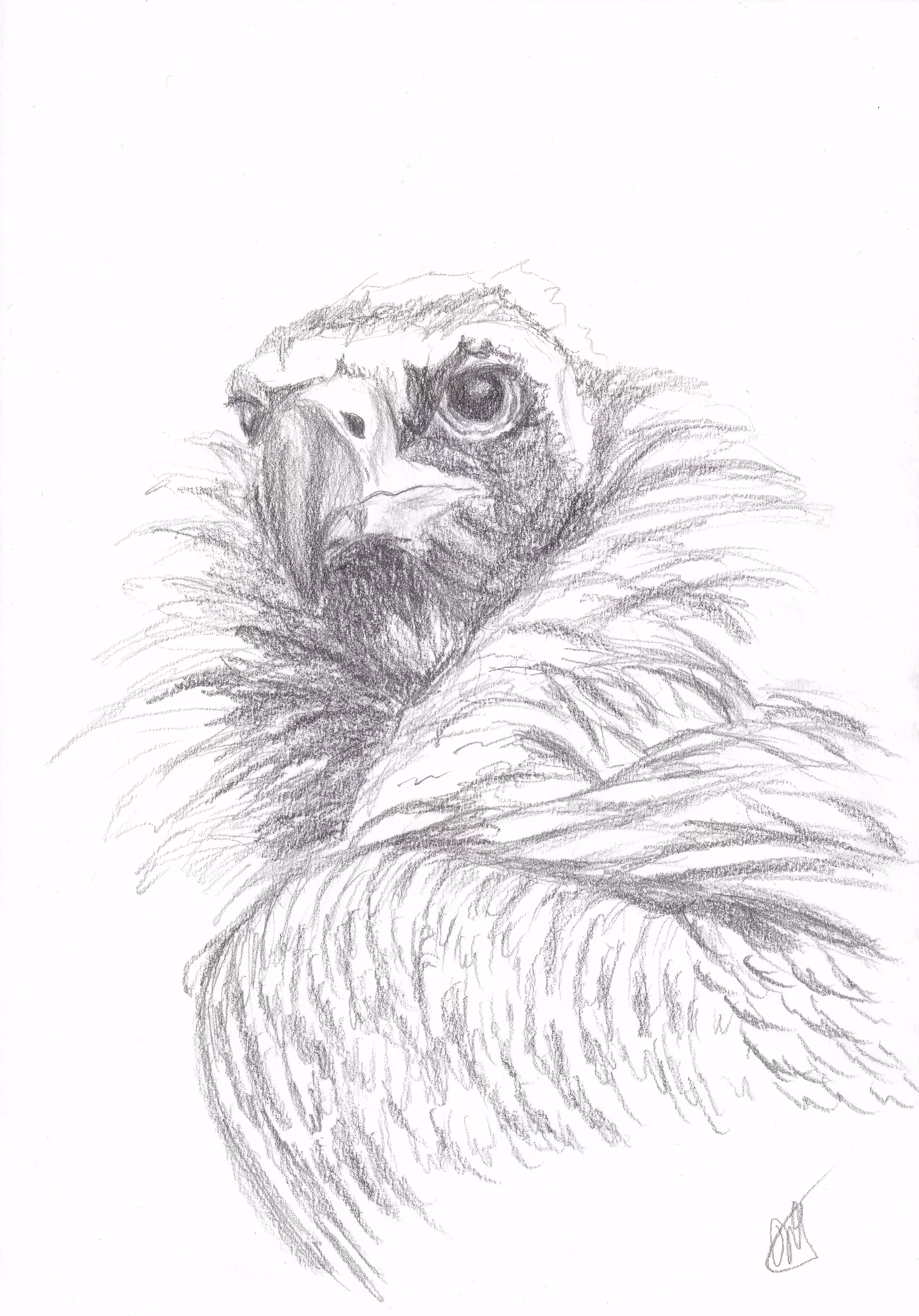 White Rumped Vulture
