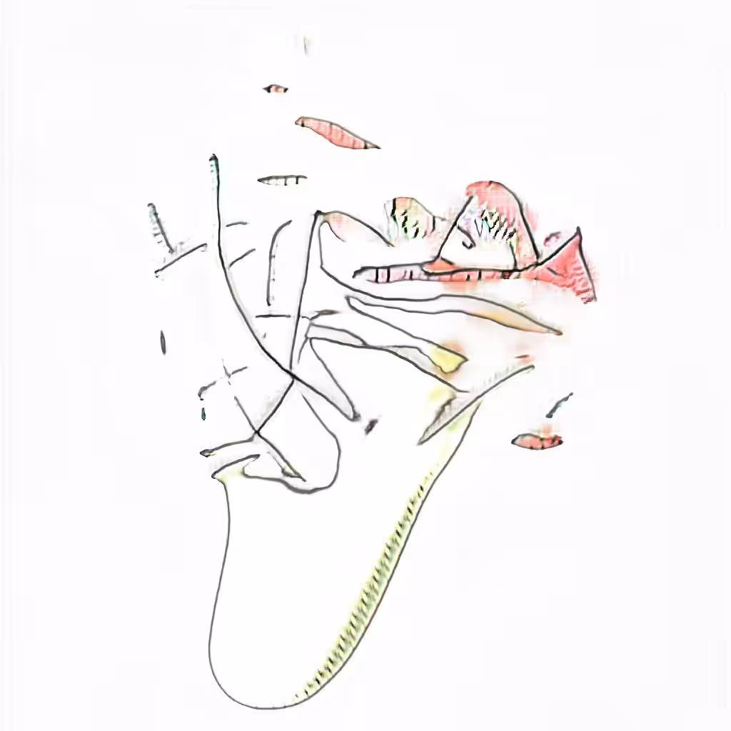 Artificial Emergence: Whalebone Skiff