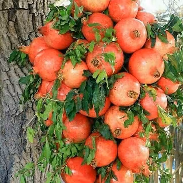 Pomegranate Bliss