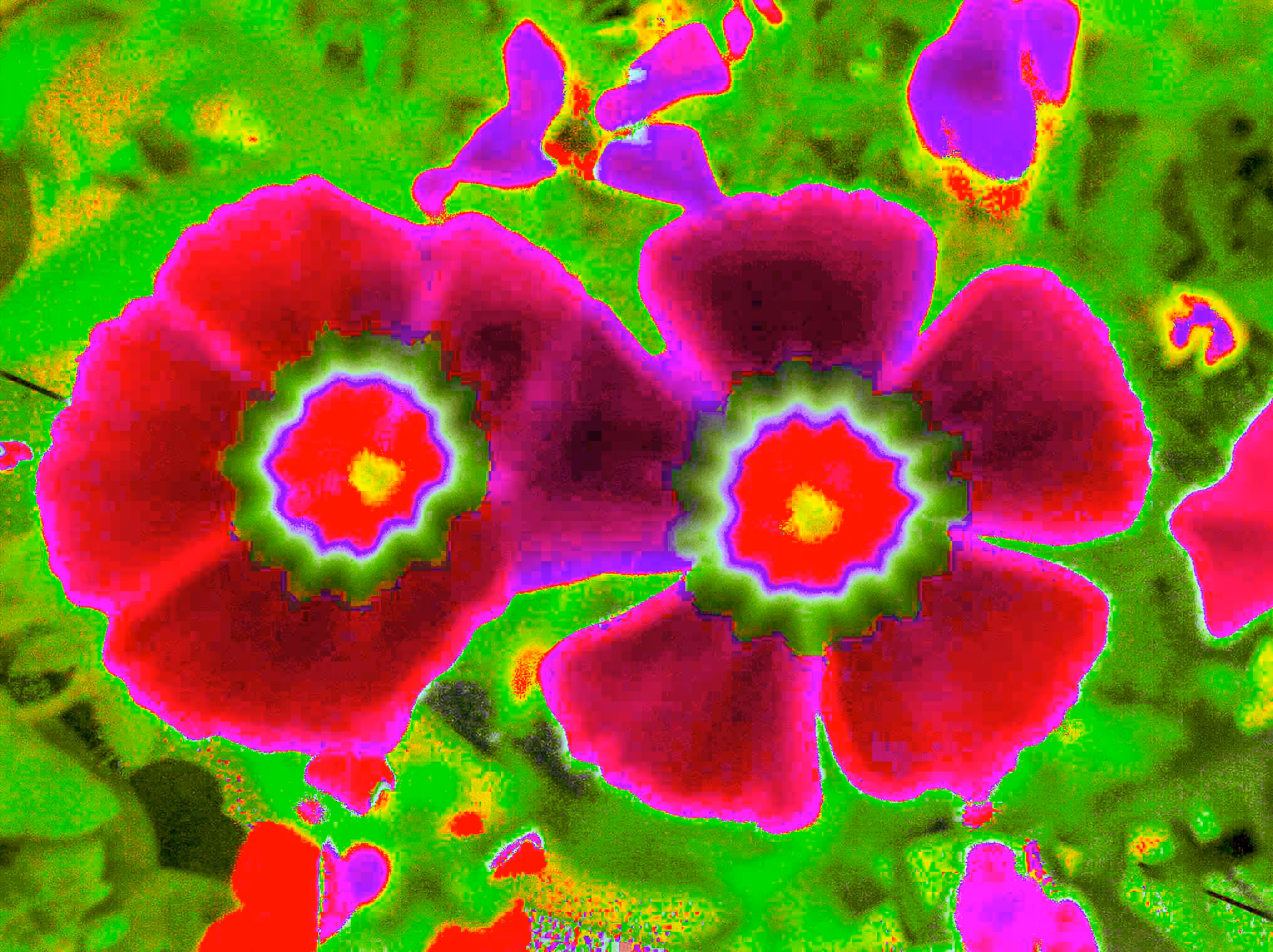 dizzy bouquet