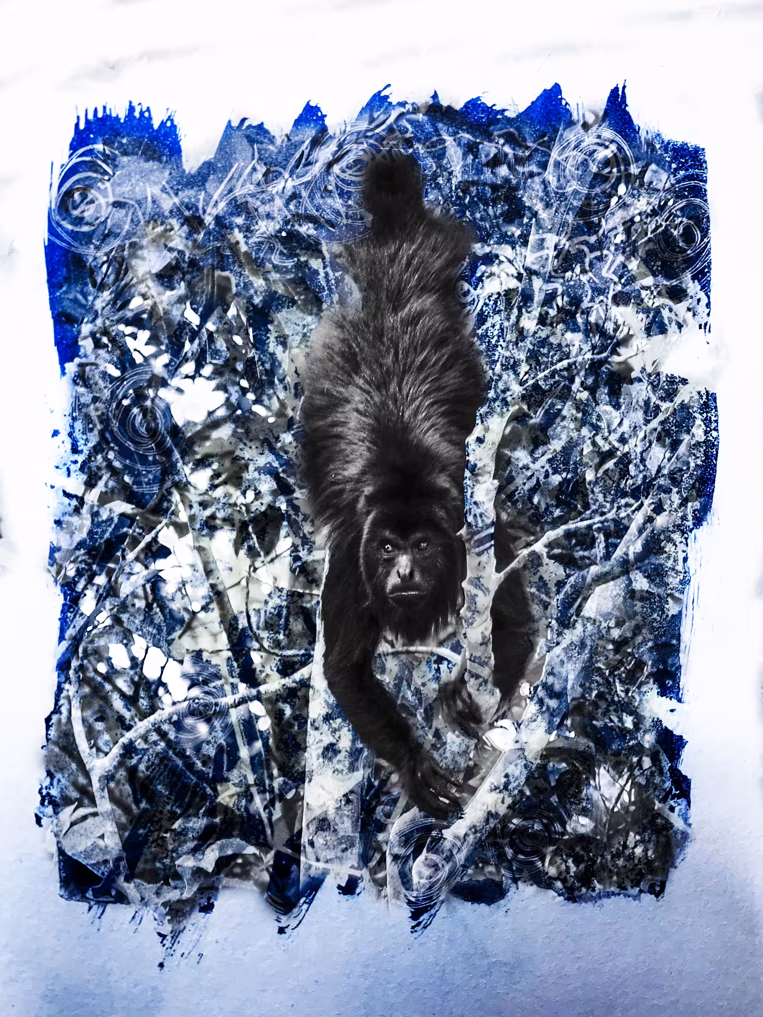 Yucatán Black Howler