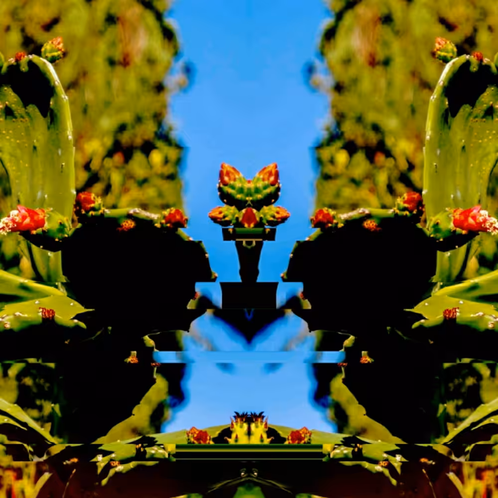 Nopal dream