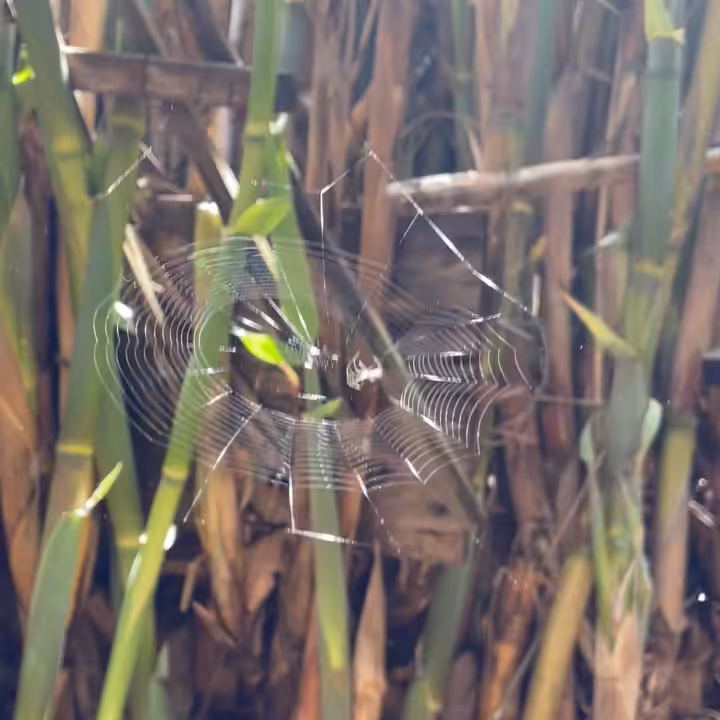 MOMENT #4 - Spider spinning web.