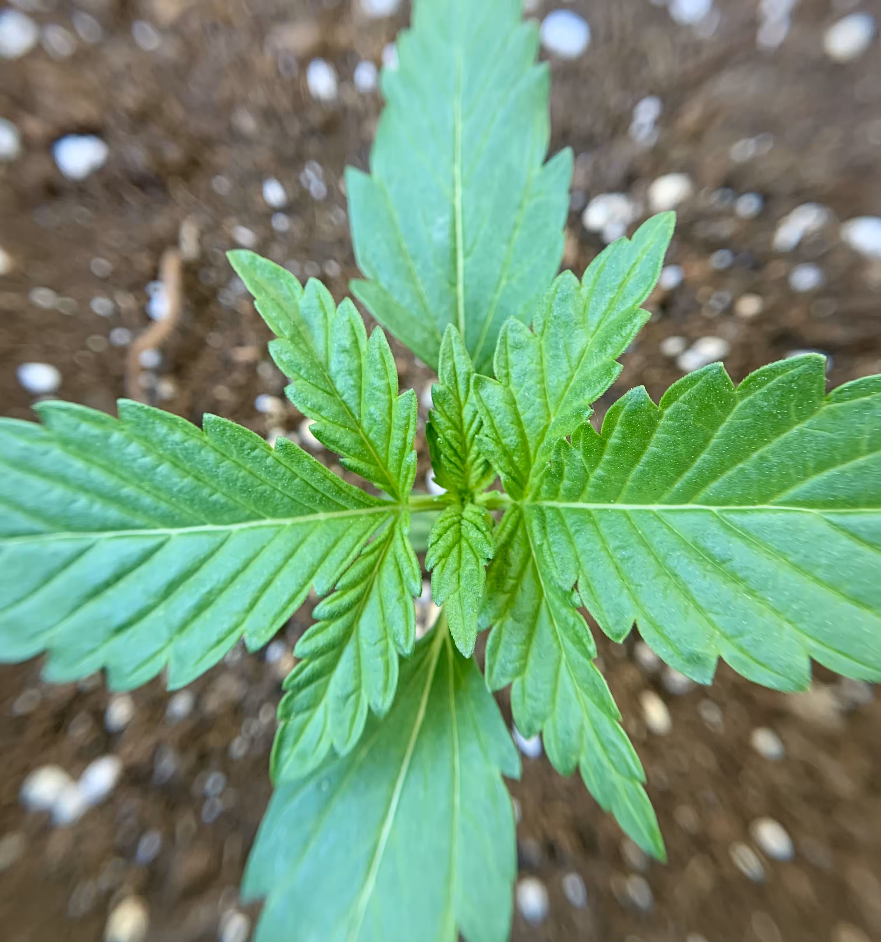 Proud Grower 3