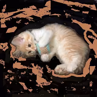 catnip