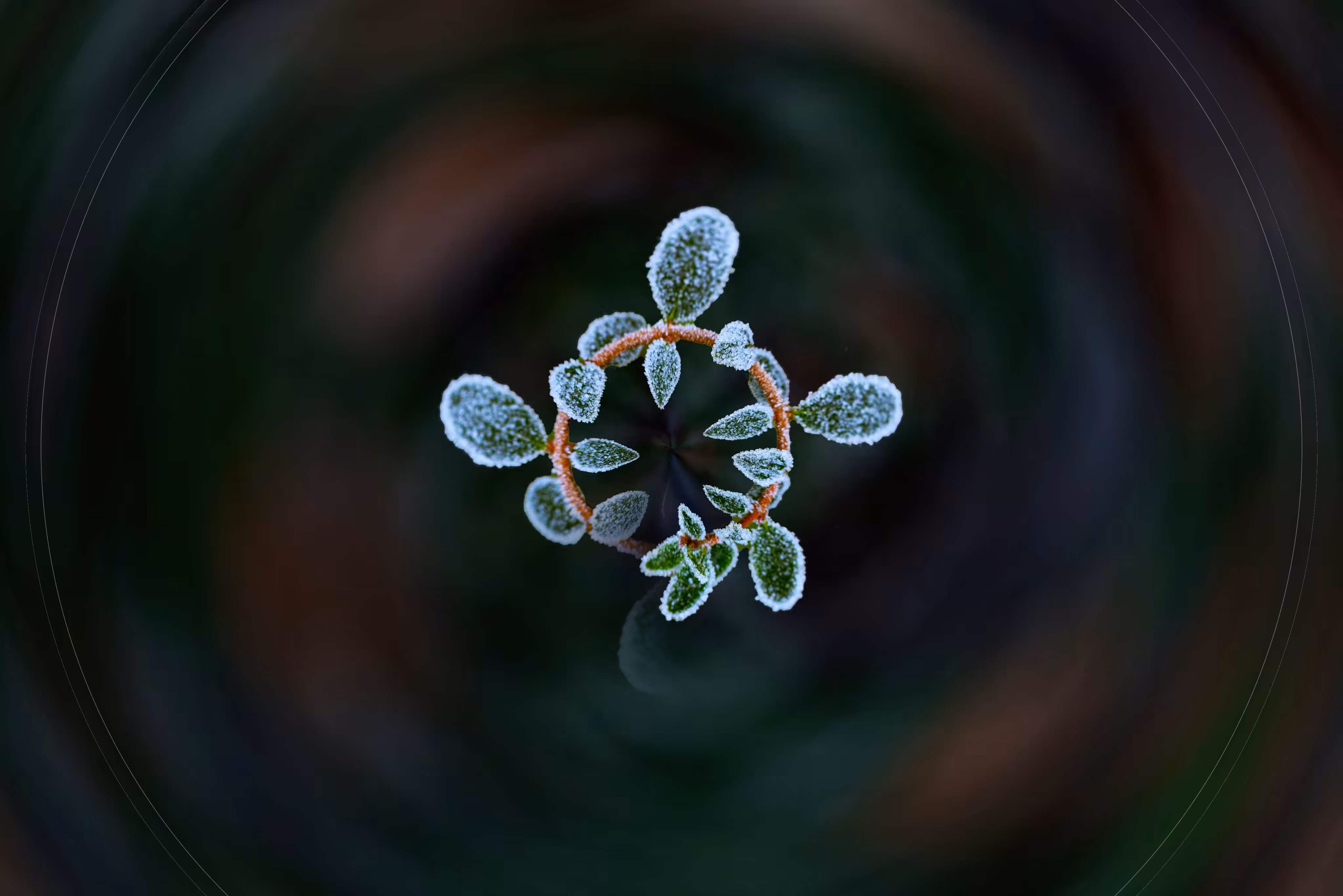 Rebirth