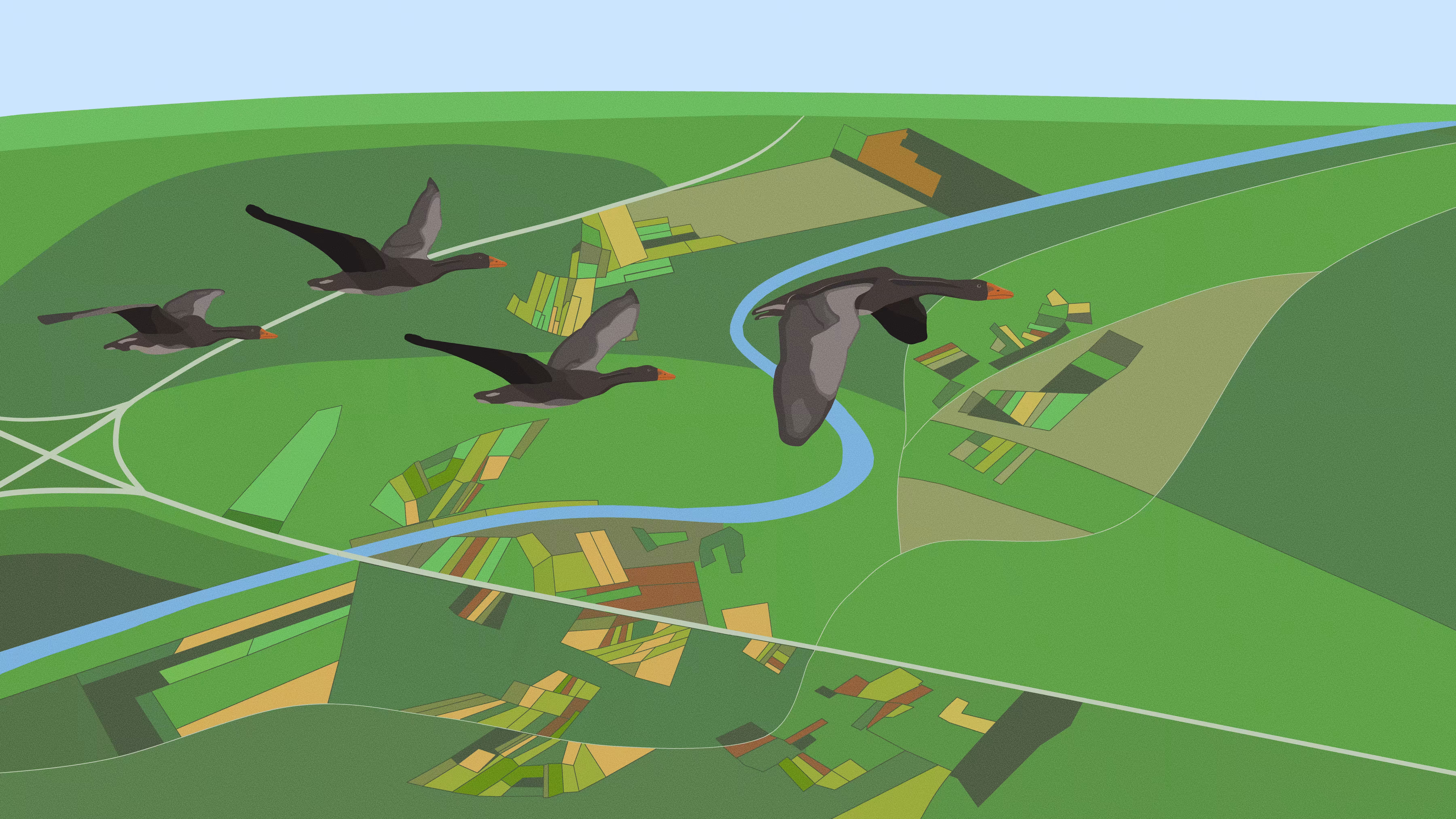 Migratory Birds