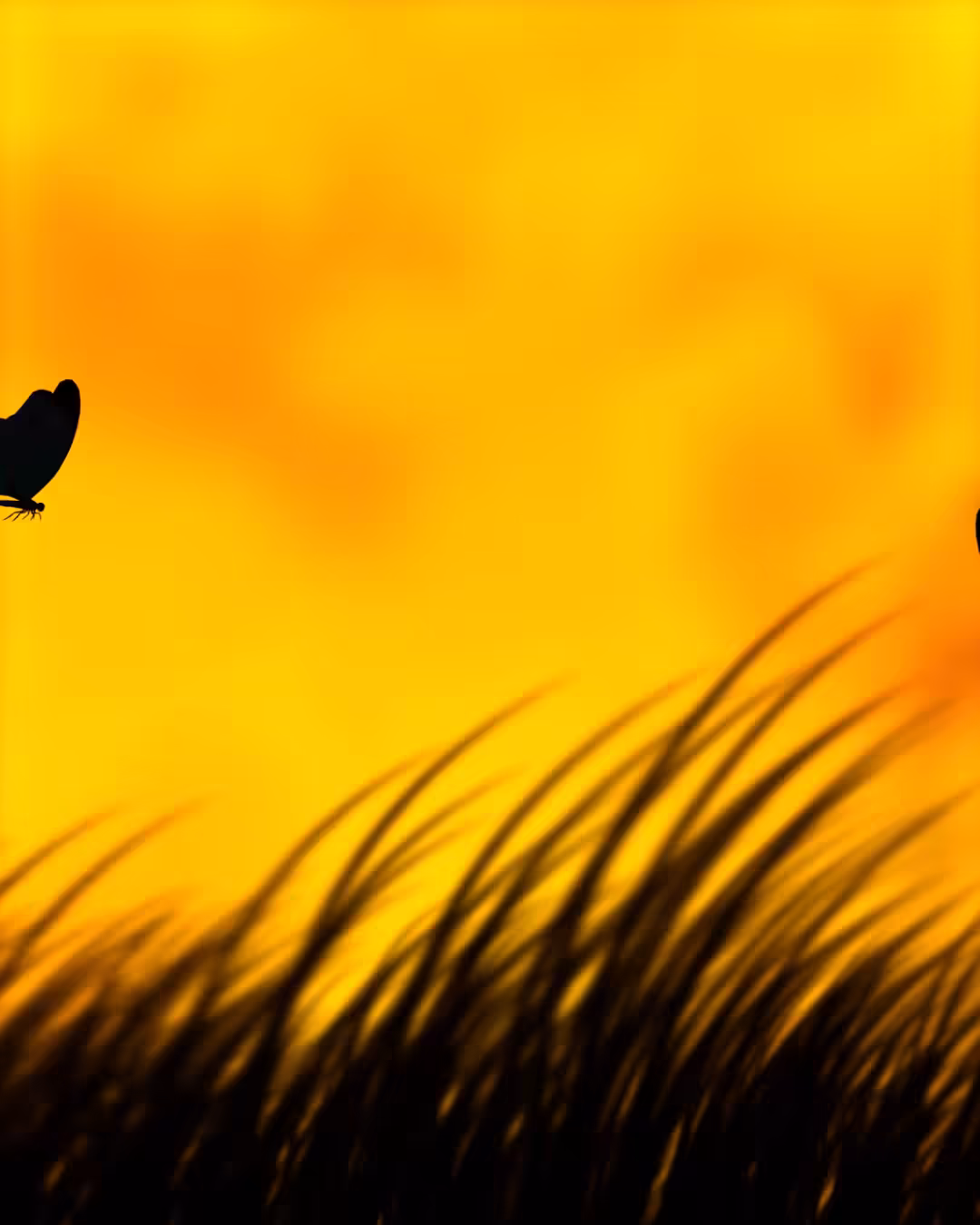 Little Girl and The Butterflies!