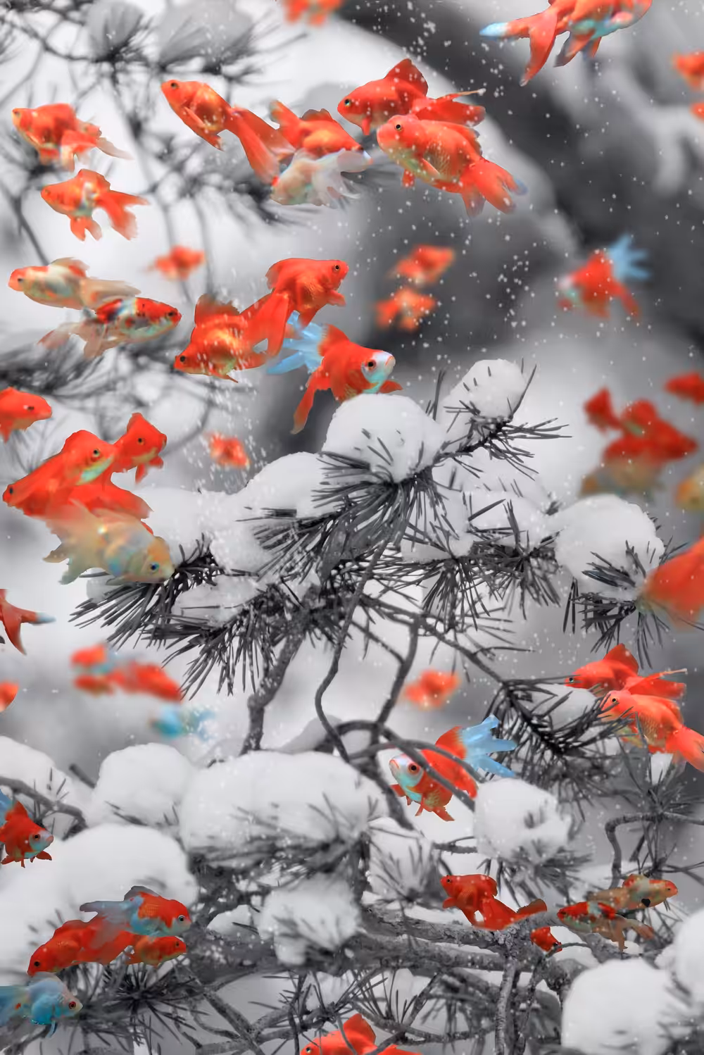 Winter Gold Fish