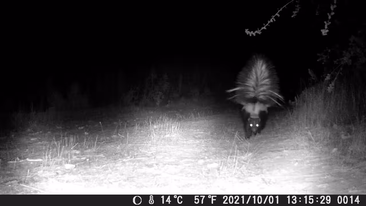 SKUNK FIGHT