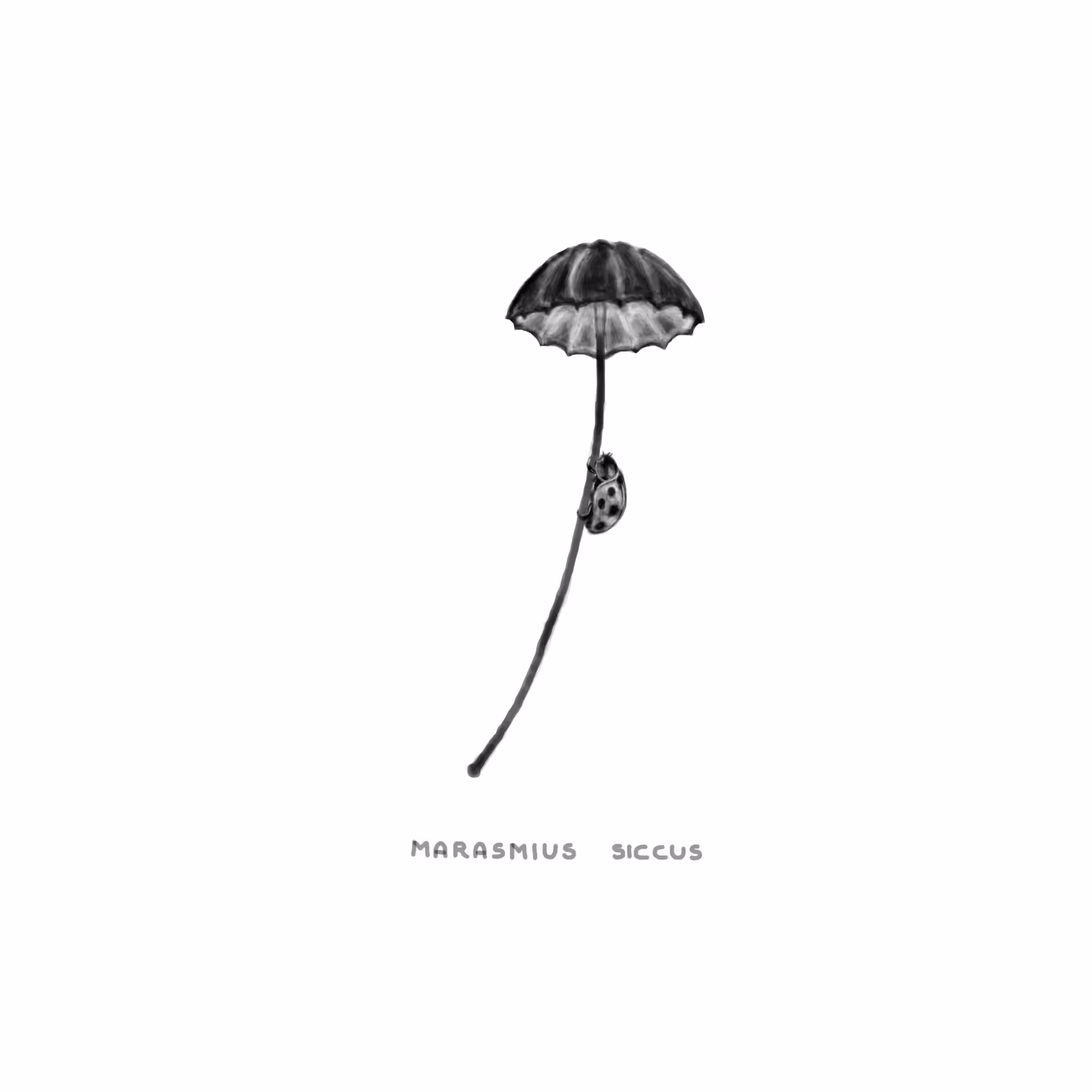 #17 STORM - Marasmius Siccus