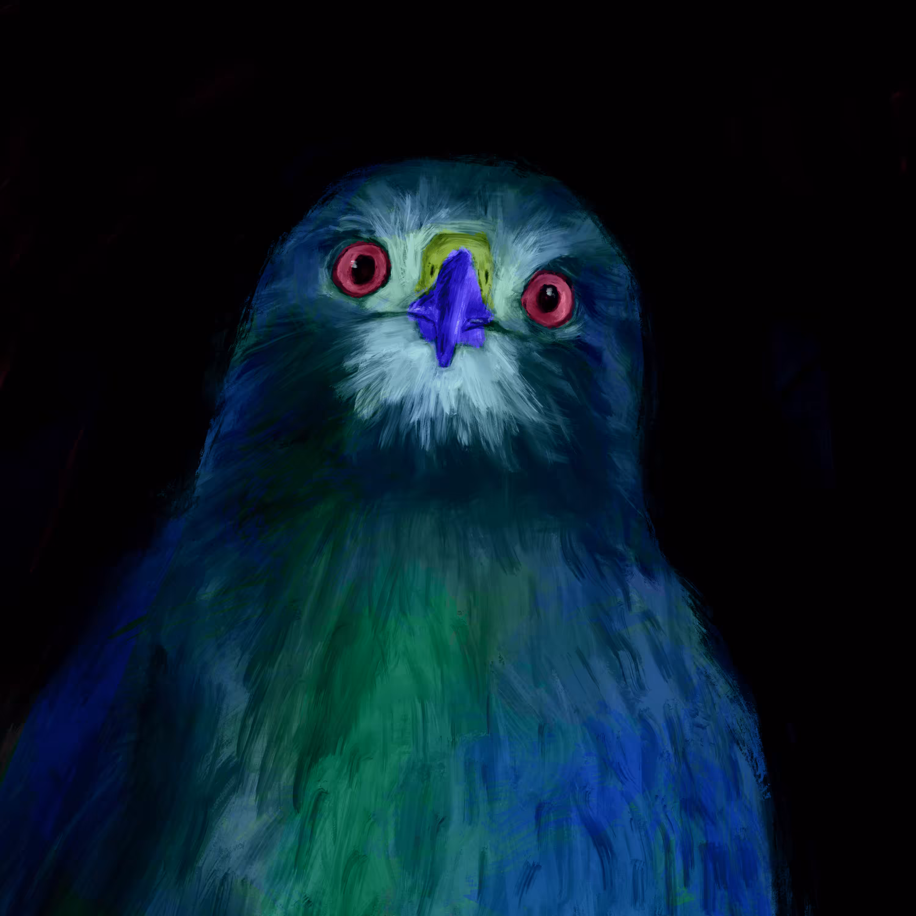 #1 Buteo jamaicensis