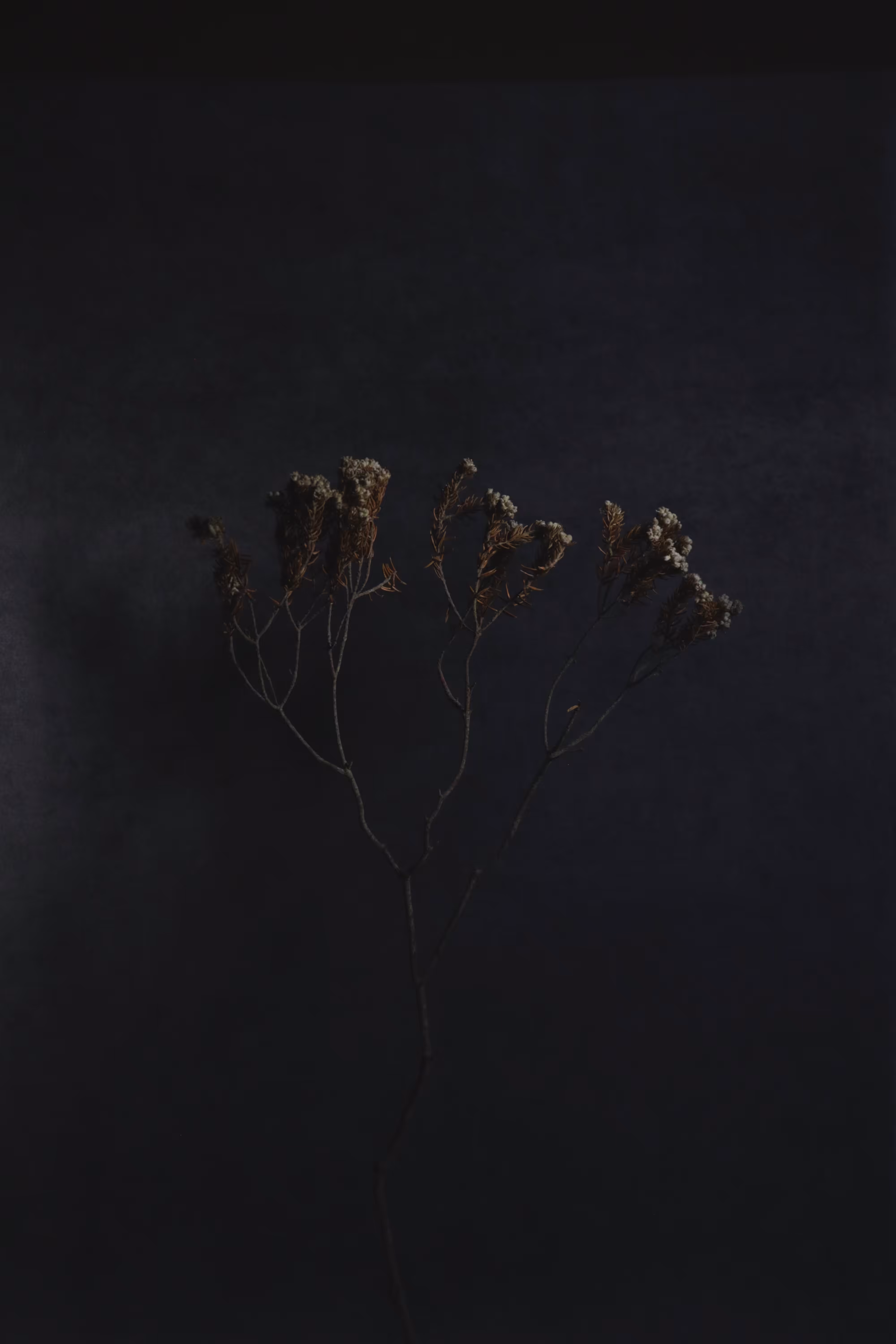 Portrait of The Deceased - confusing