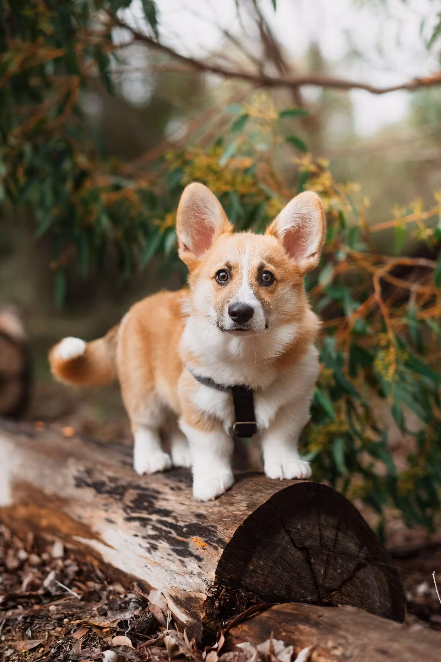 dog